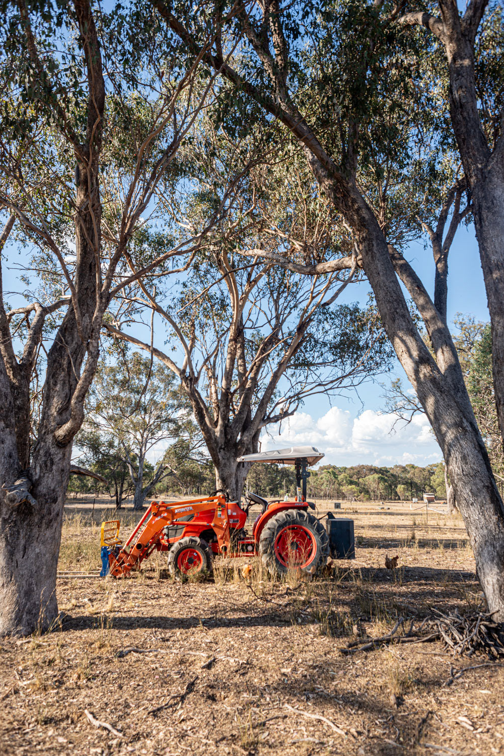 Southern Downs Agritourism Photography