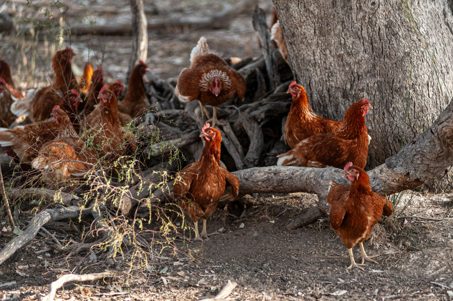 Southern Downs Agritourism Photography
