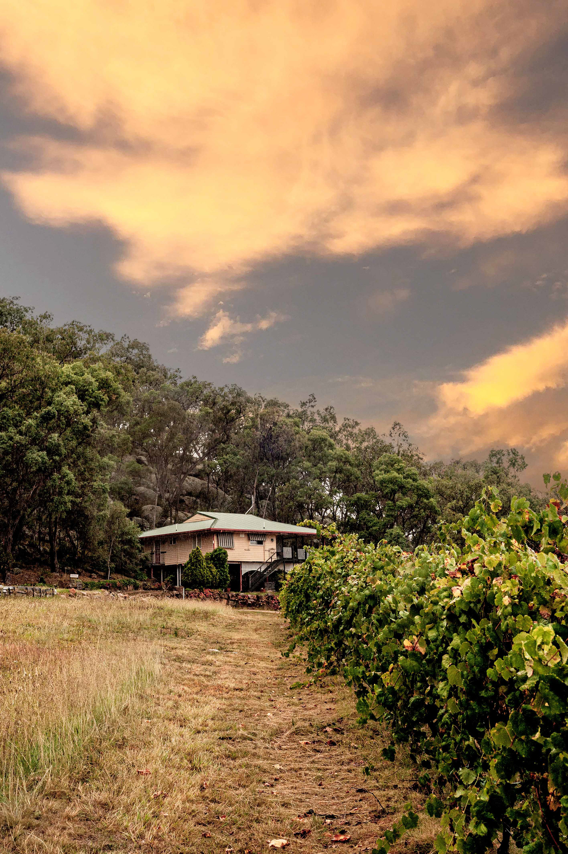 Queensland Wine Tourism Photographer
