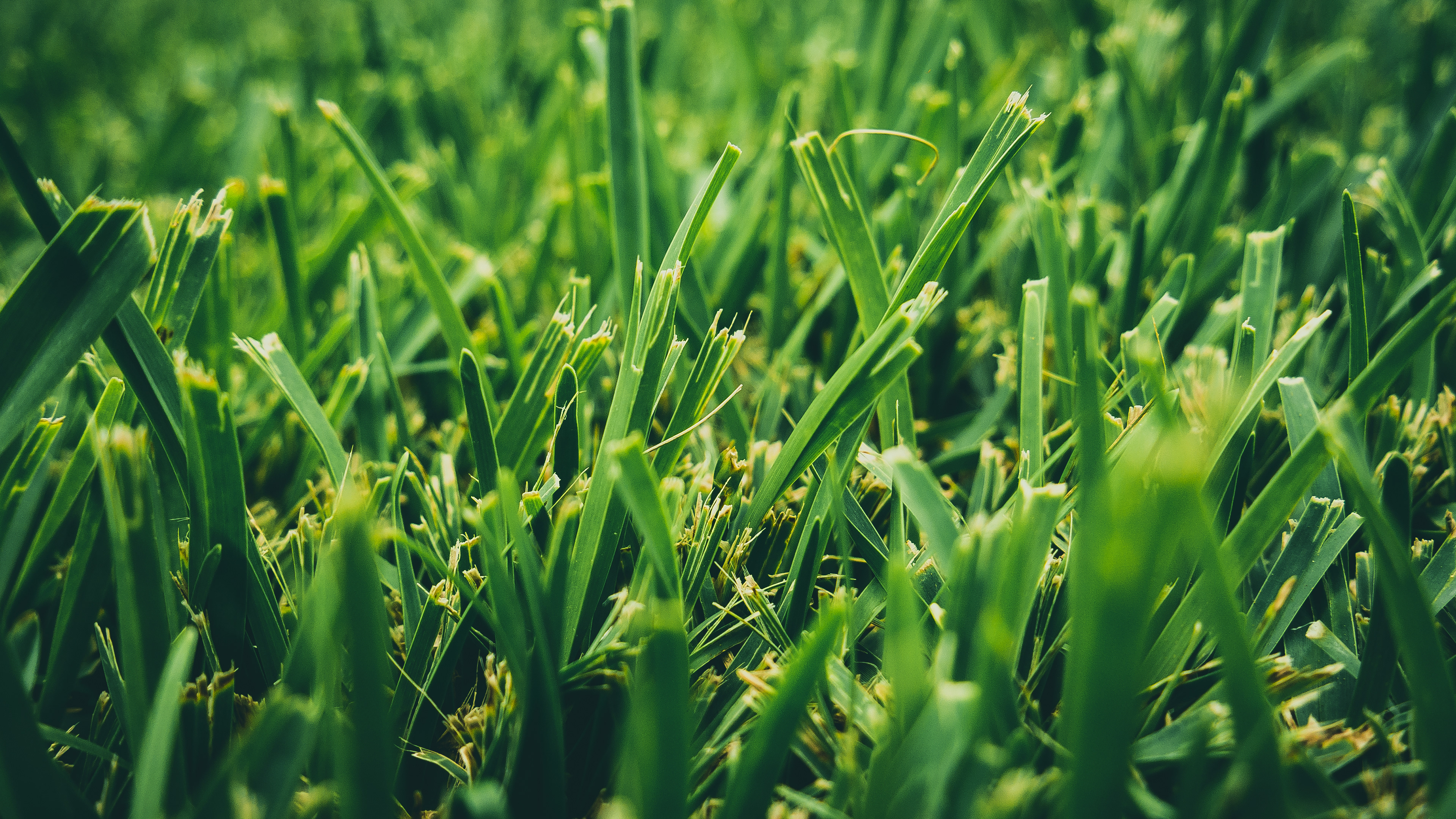 Just some grass