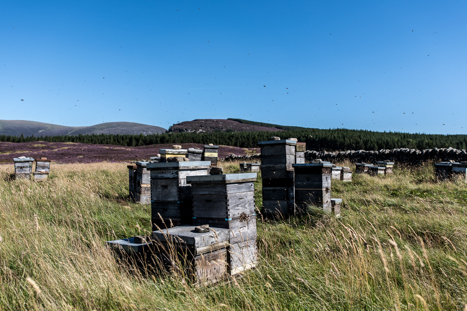 Killiehuntly Farmhouse in Scotland - photo Martin Kaufmann