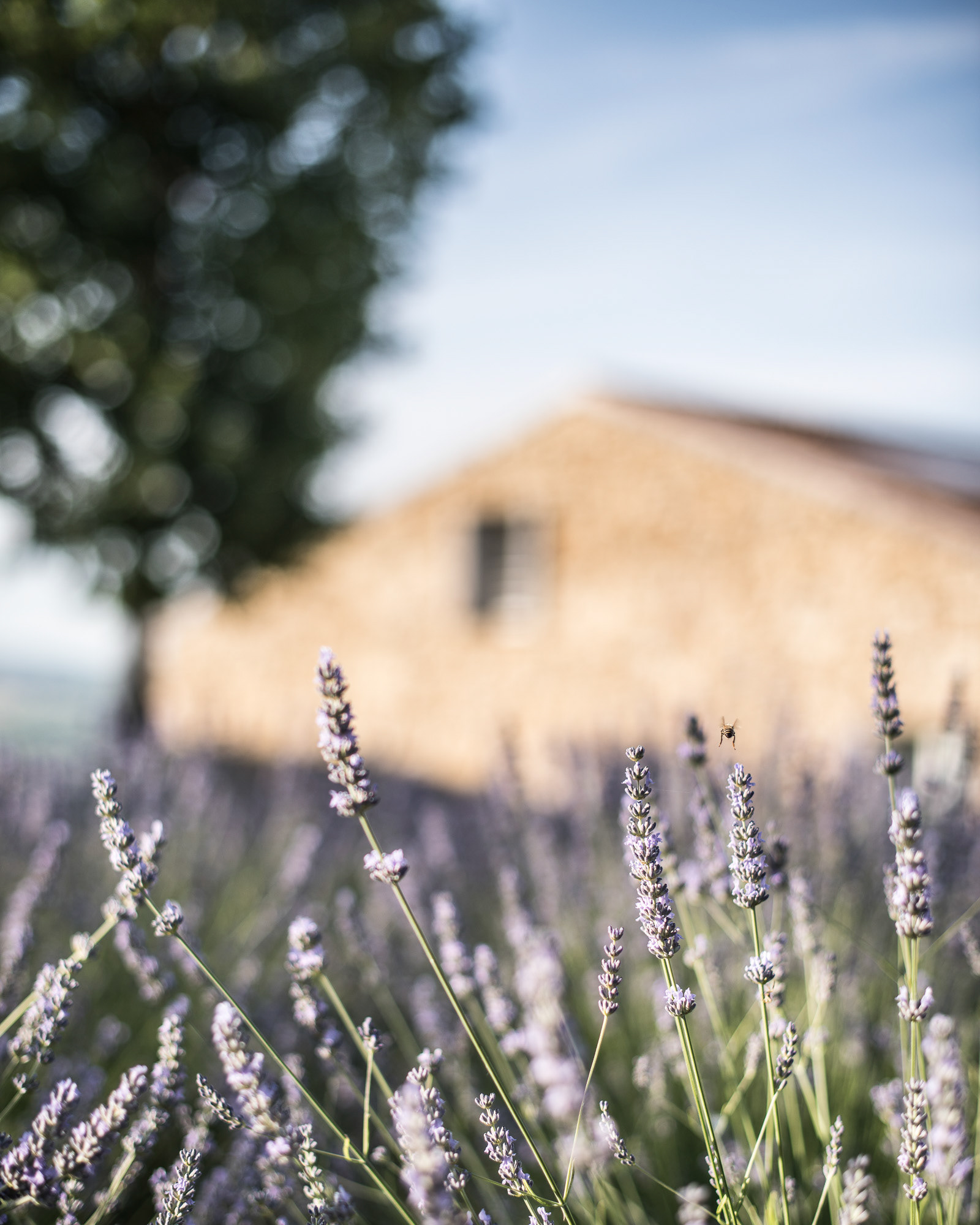 Malatesta Maison, B&B in Marché in Italy - photo Martin Kaufmann