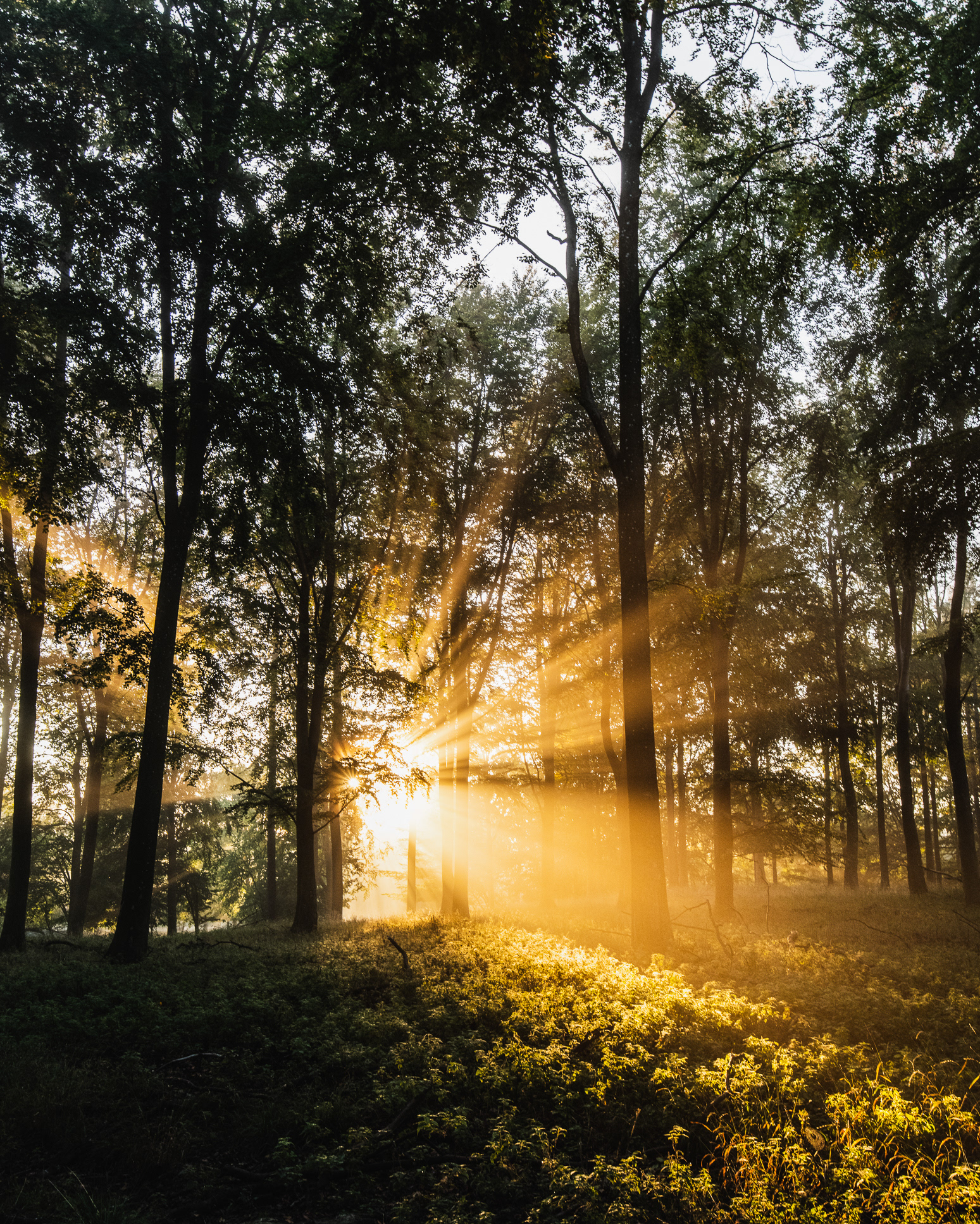 Dyrehaven, Denmark - one sunny autumn morning in October - photo Martin Kaufmann