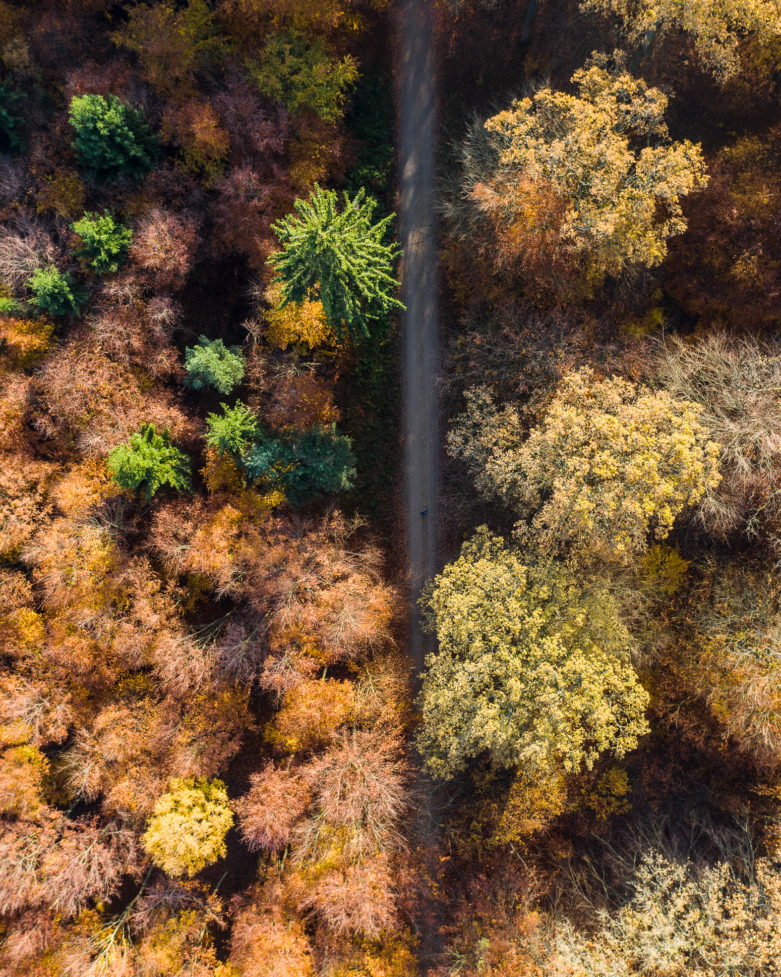 Forrest in Raadvad, Copenhagen area in Denmark - seen from above - photo Martin Kaufmann