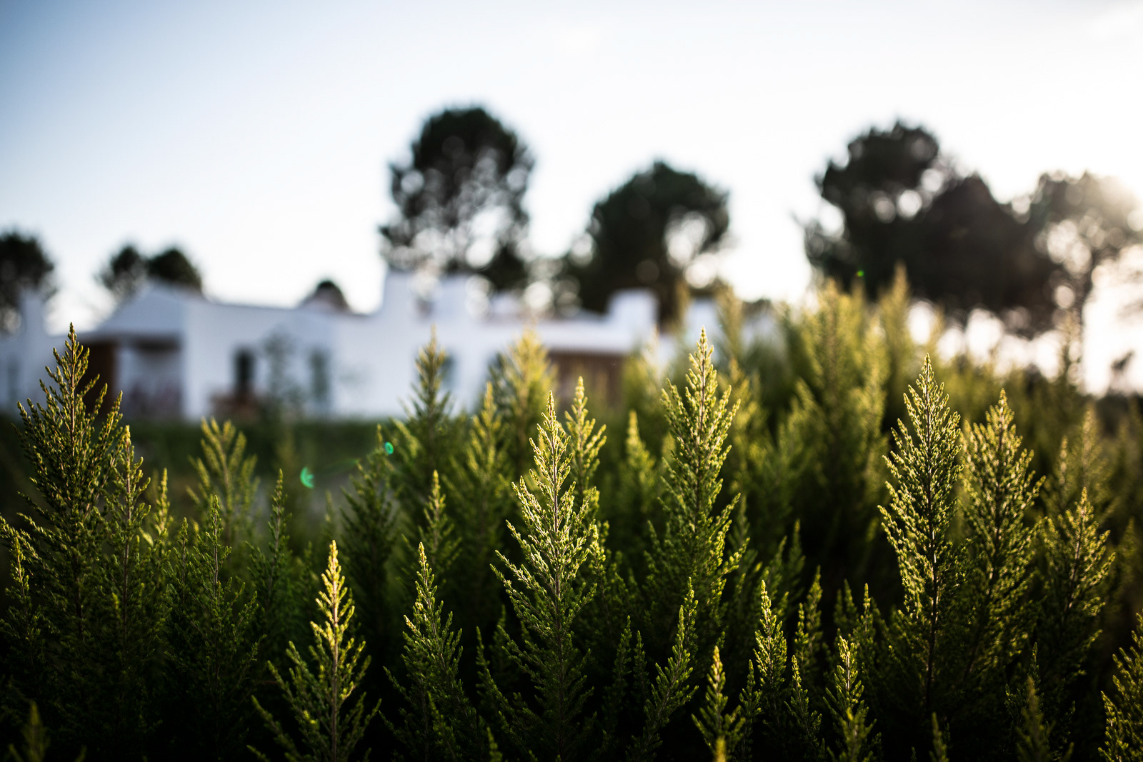 The natura at Craveiral - Craveiral Farmhouse in Alentejo, Portugal - photo Martin Kaufmann