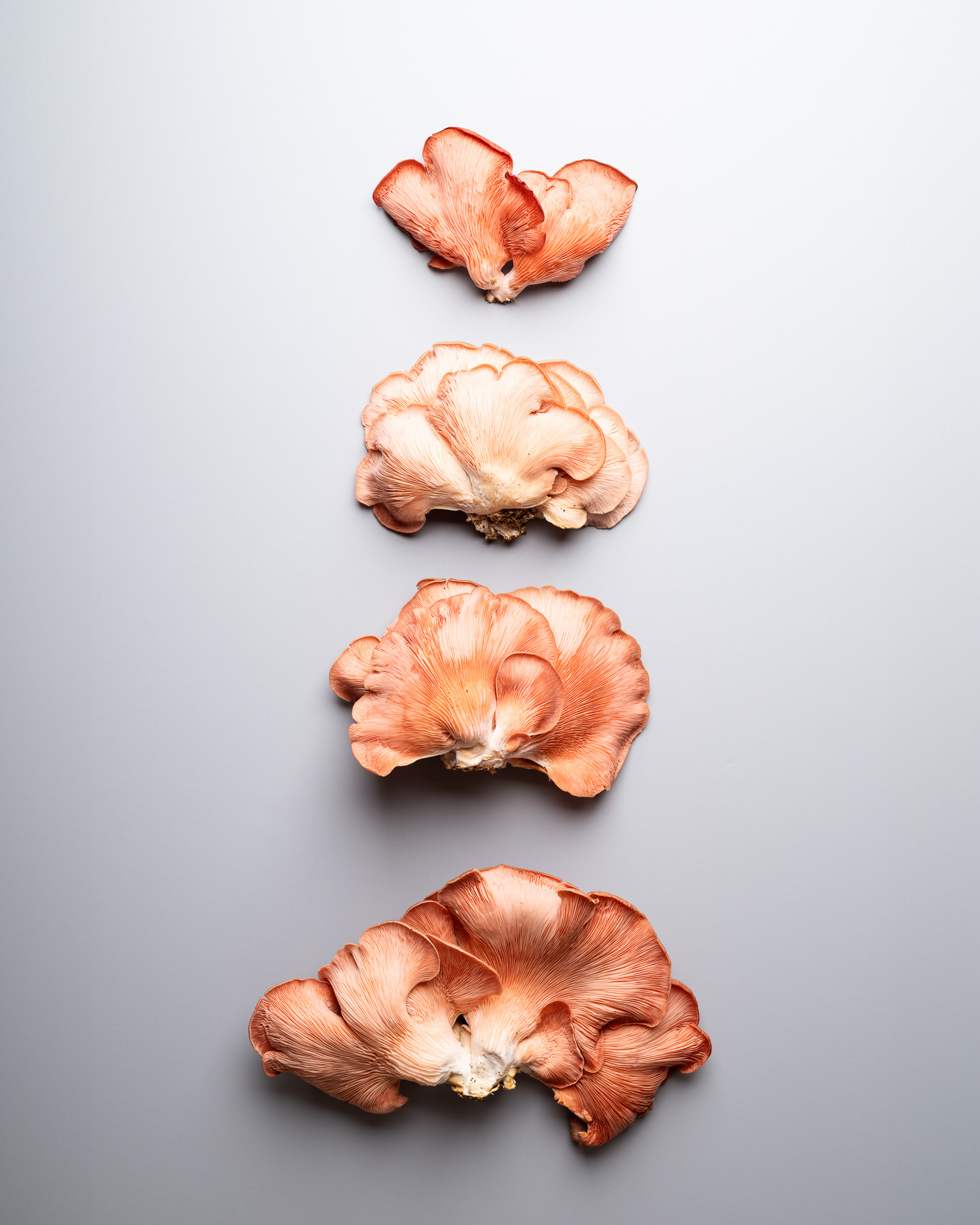 Pink oyster mushrooms - from working with Marlene Lindegaard at Dagrofa Foodservice - photo Martin Kaufmann