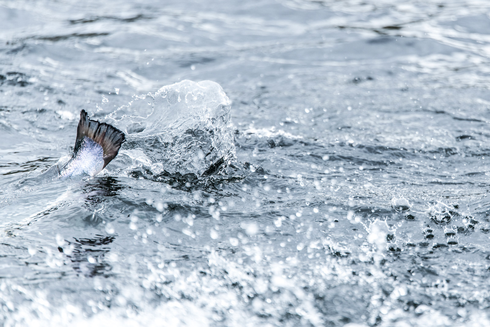 Salmon from the Faroe Islands - working on a branding campaign - photo Martin Kaufmann