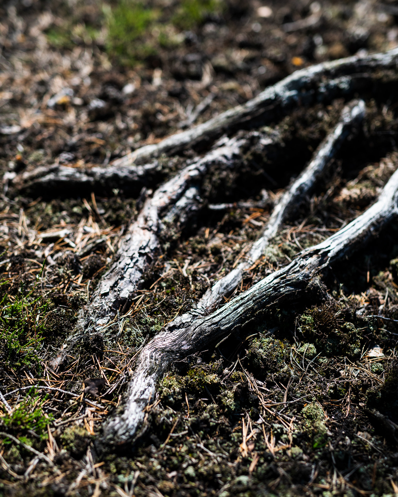72 Hour Cabin at Henriksholm, Lake Ånimmen in Sweden - photo Martin Kaufmann