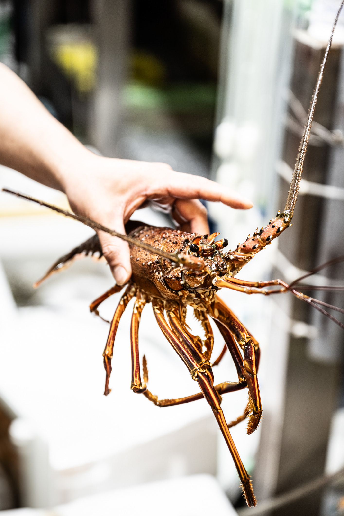 Ise ebi (Japanese lobster) at Nishiki Fish Market in Kyoto - from three days with Noma in Japan