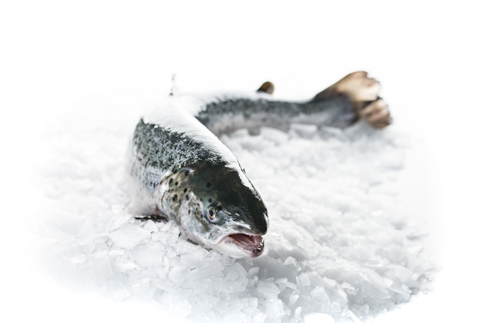 Salmon from the Faroe Islands - working on a branding campaign - photo Martin Kaufmann