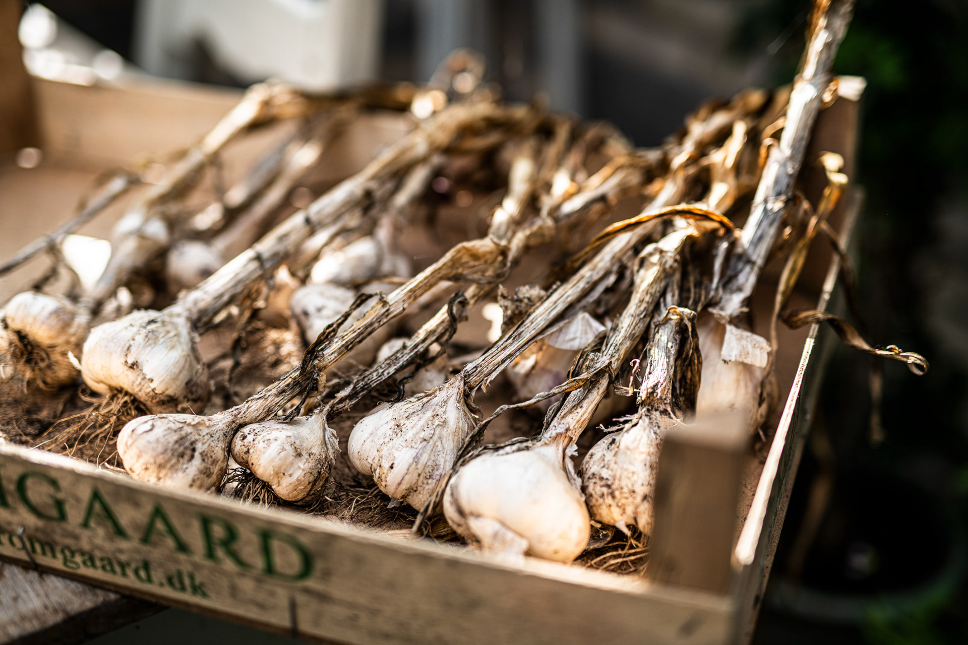 Garlic - Image made for Løgismose Magazine - food and wine - photo Martin Kaufmann