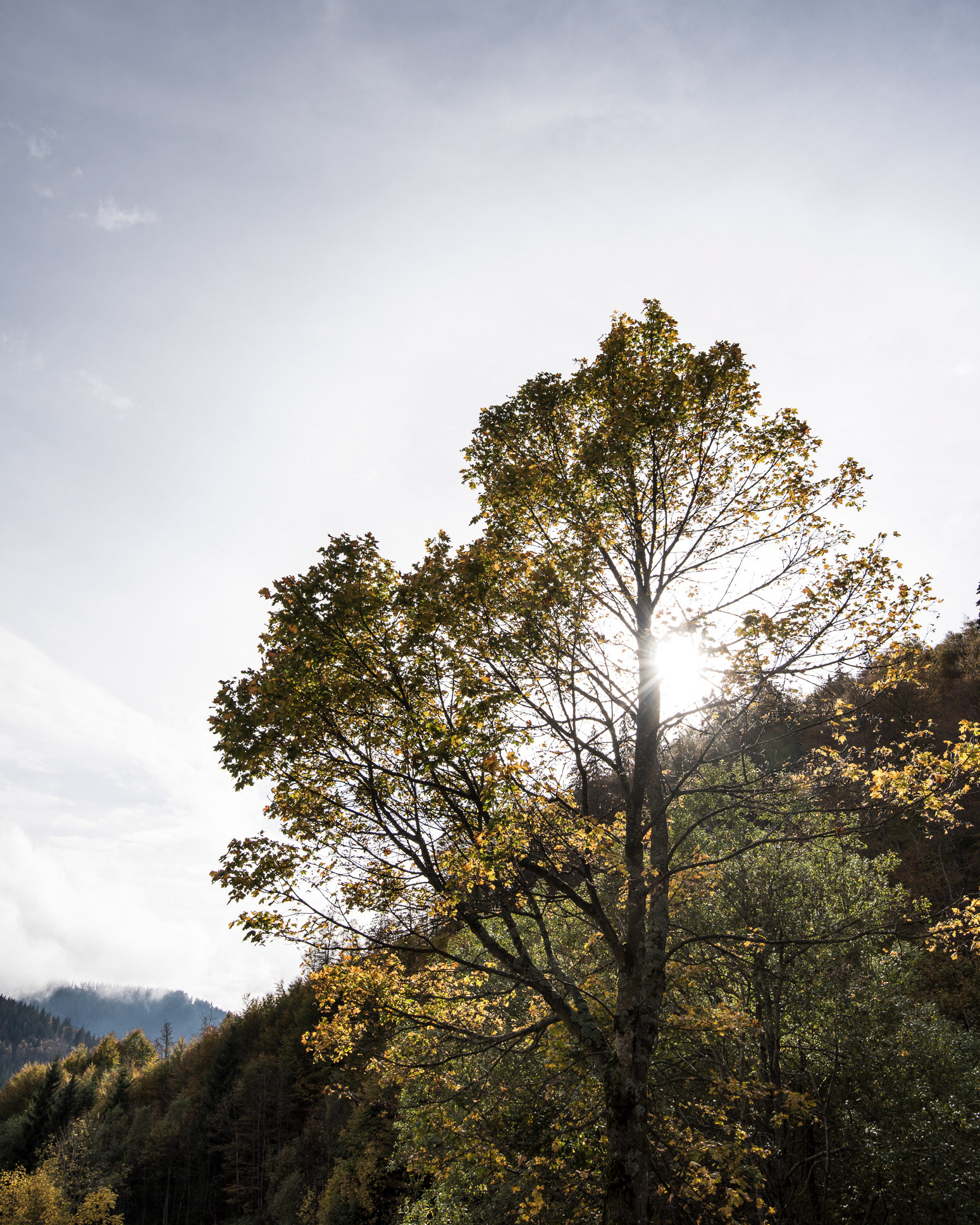 Schwarzwald - Monkey 47 Gin - photo Martin Kaufmann