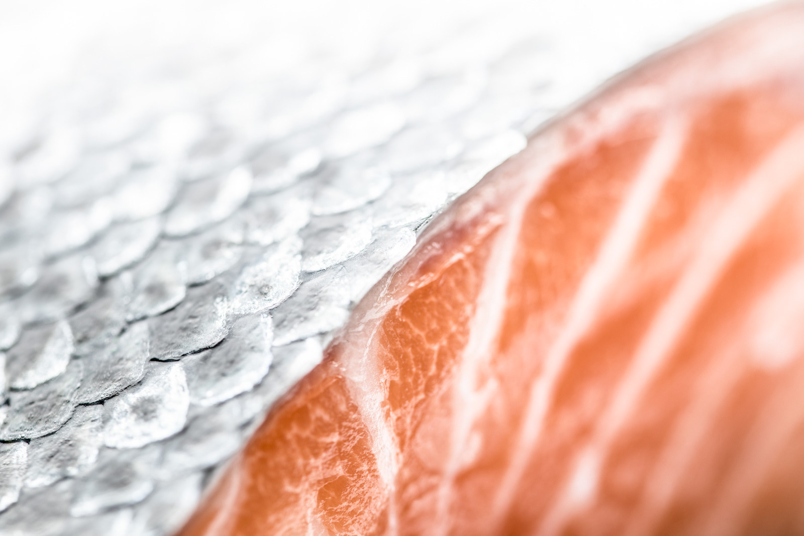Salmon from the Faroe Islands - working on a branding campaign - photo Martin Kaufmann
