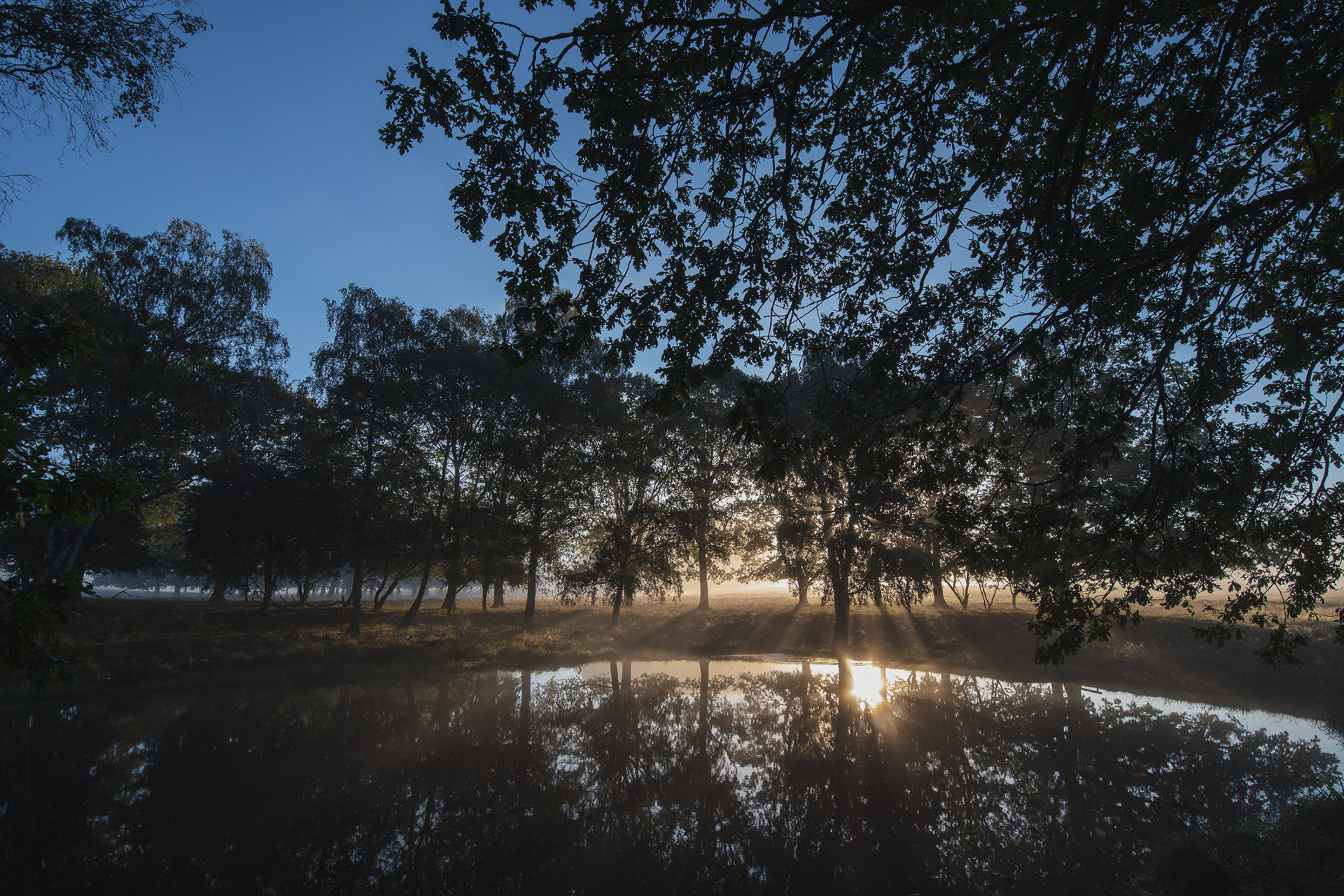 Dyrehaven, Denmark - one sunny autumn morning in October - photo Martin Kaufmann