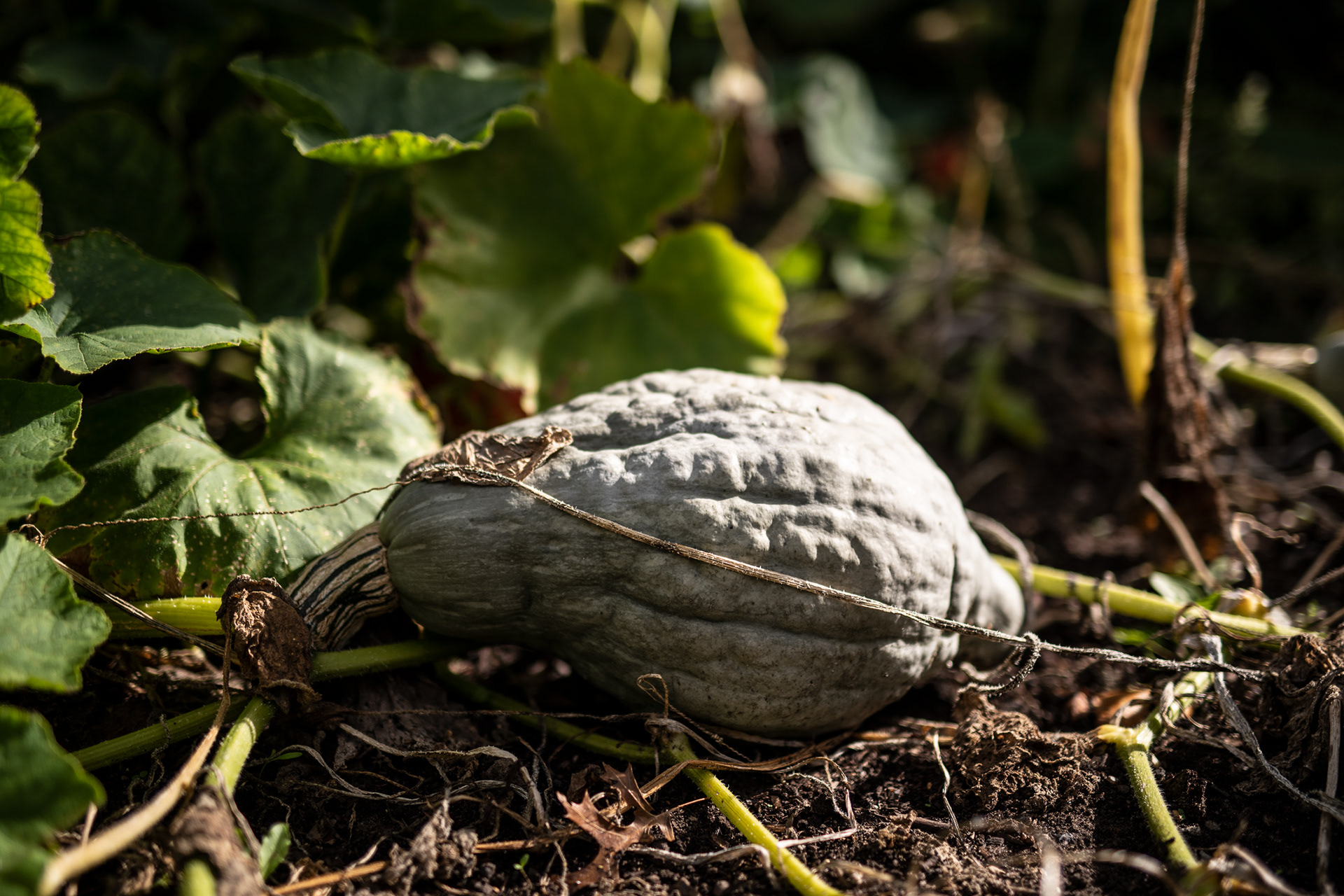 Pumpkin - Image made for Løgismose Magazine - food and wine - photo Martin Kaufmann