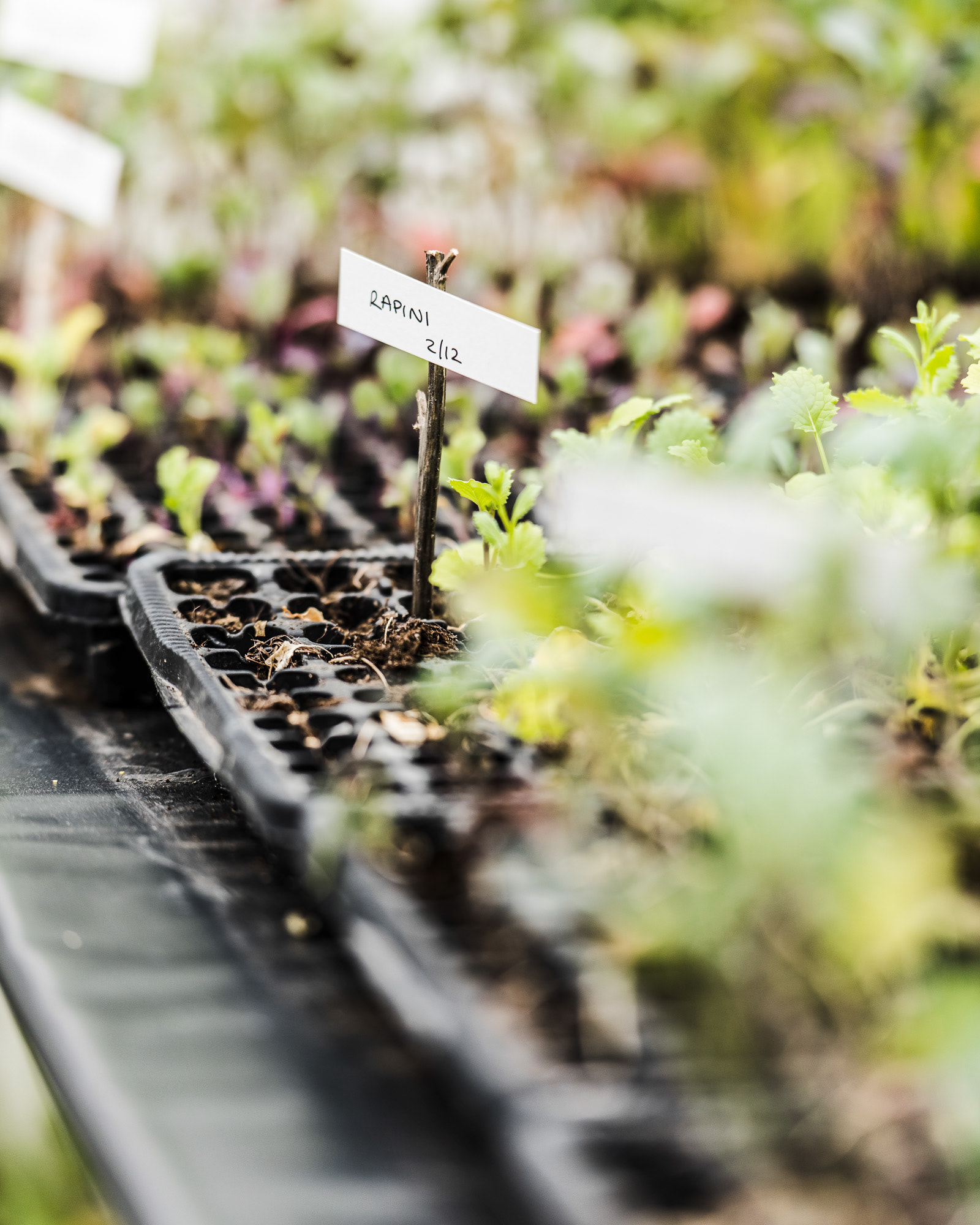 Amass Restaurant in Copenhagen, Denmark - photo Martin Kaufmann