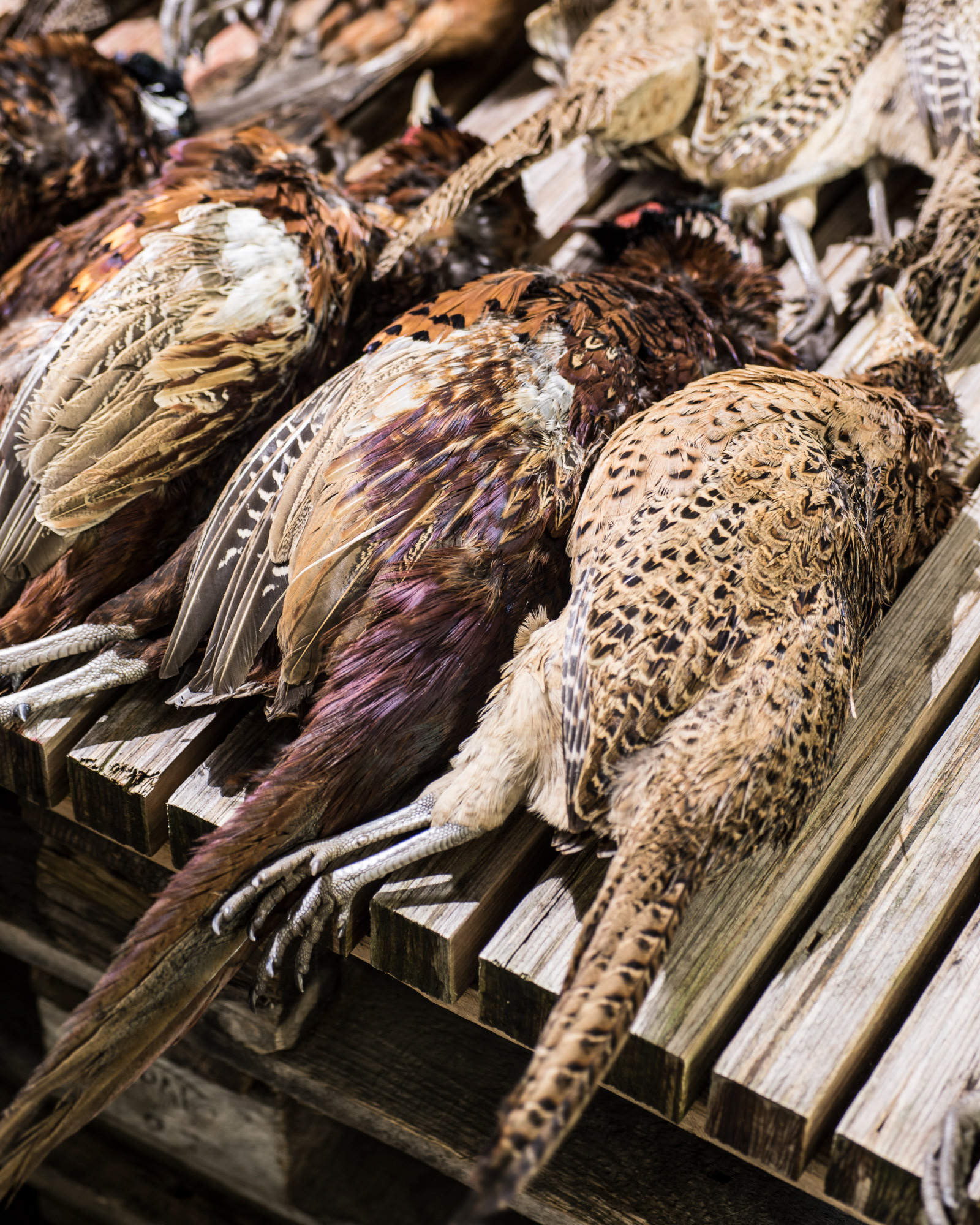 Gill Meller - River Cottage visiting Timm Vladimir's Kitchen in Copenhagen - photo Martin Kaufmann