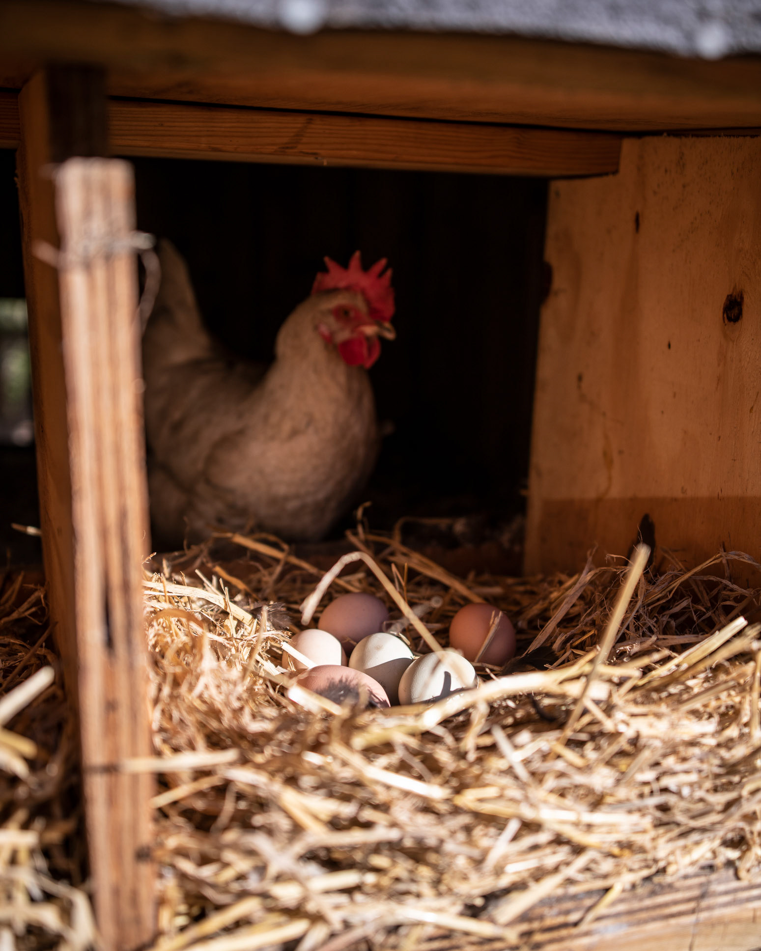 Eggs - Loegismose Easter Magazine - photo Martin Kaufmann