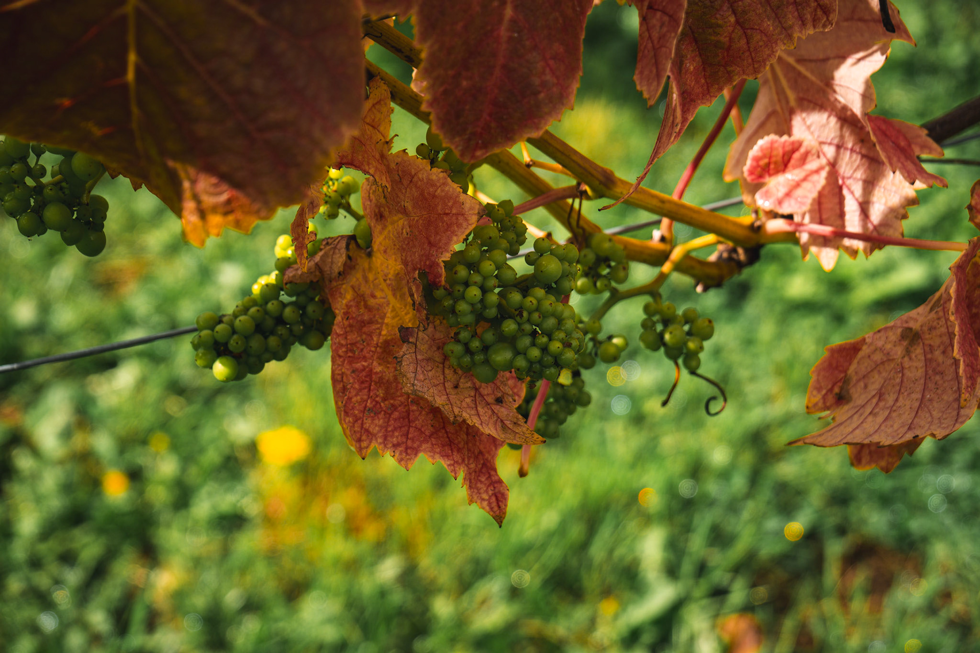 Green grapes pink leaves