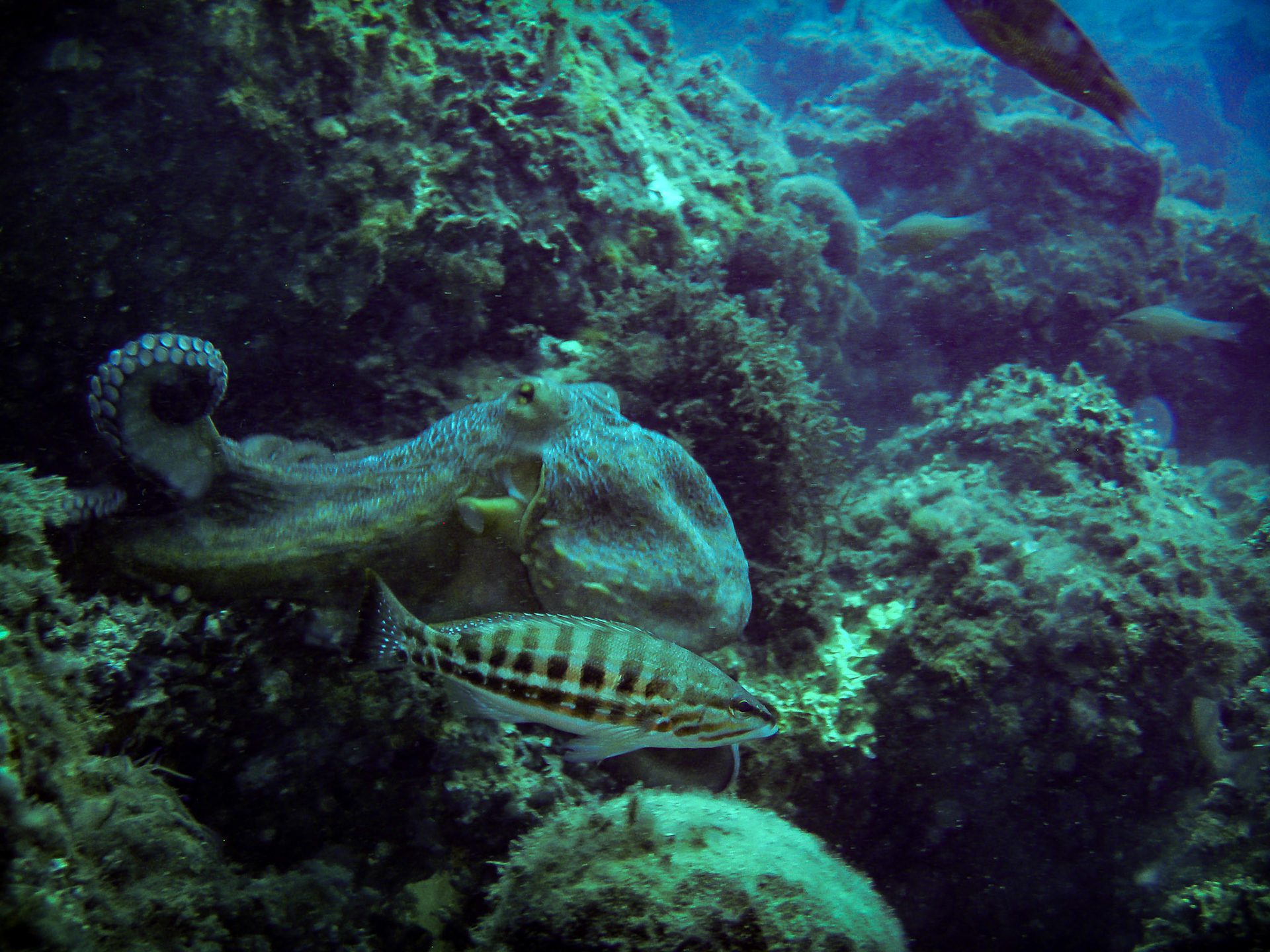 OLYMPUS DIGITAL CAMERA