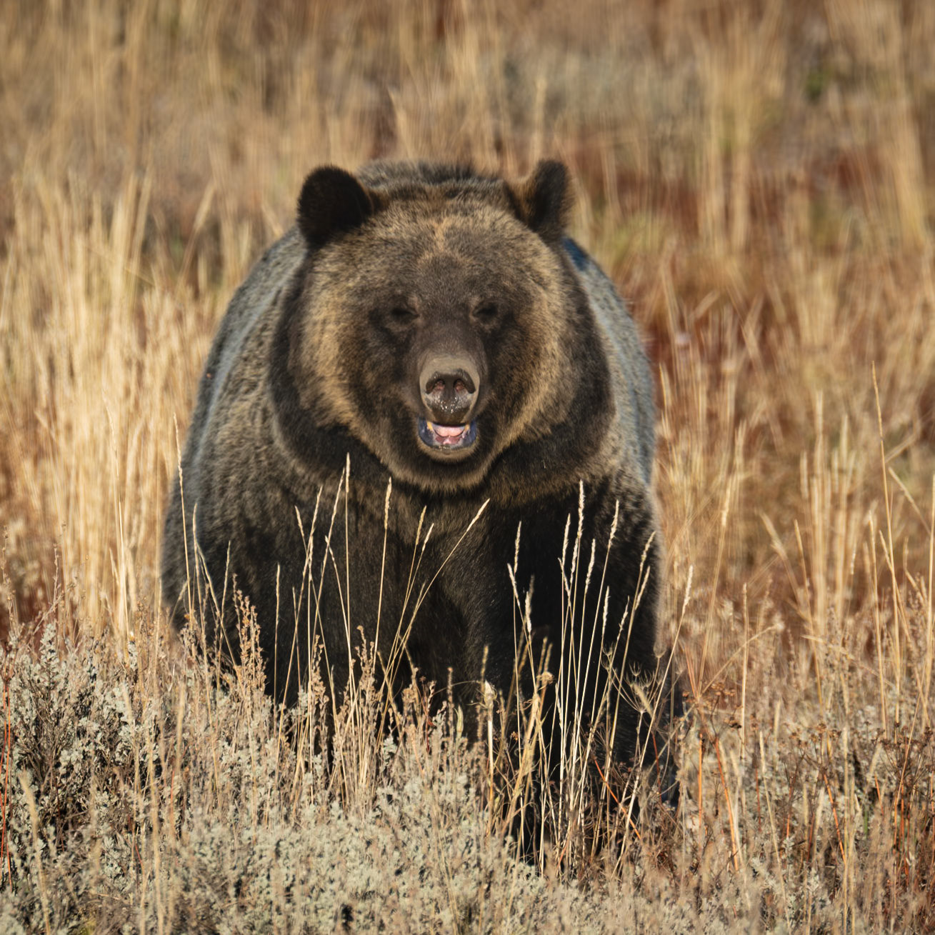 Grizzly, Tetons, WY