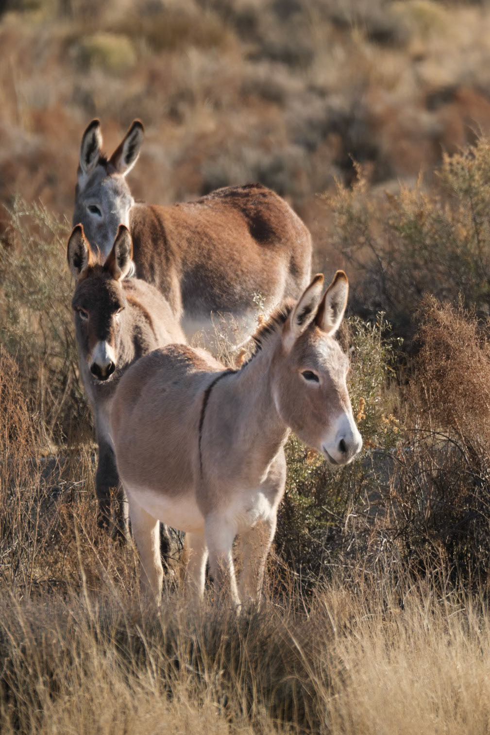 Burros, Homolovi, AZ