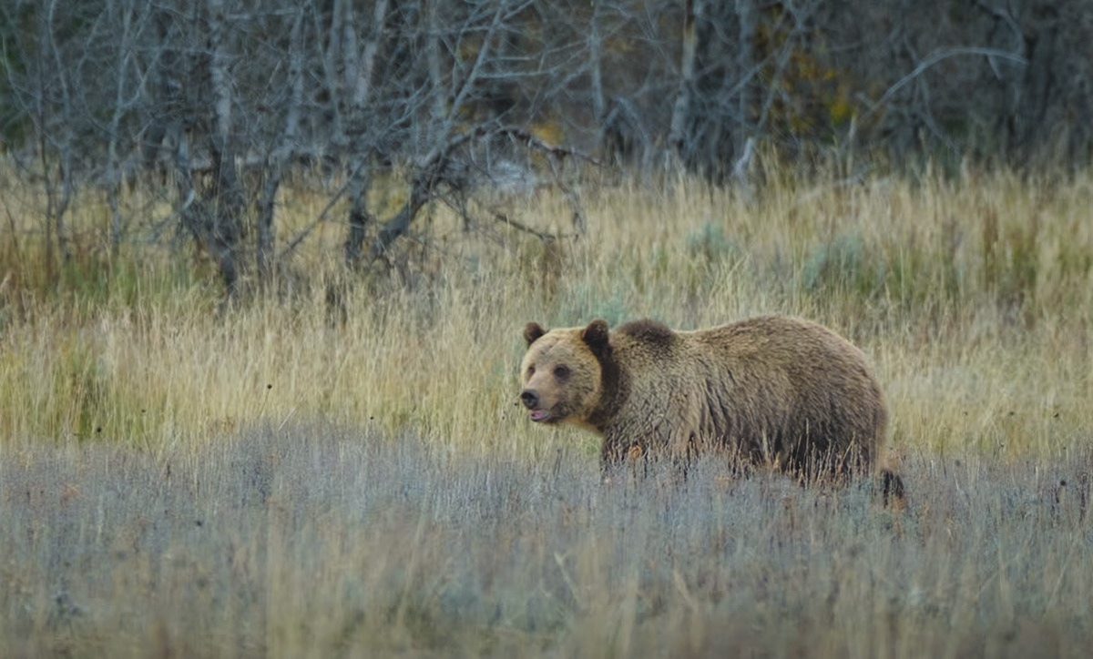 Grizzly, Tetons, WY