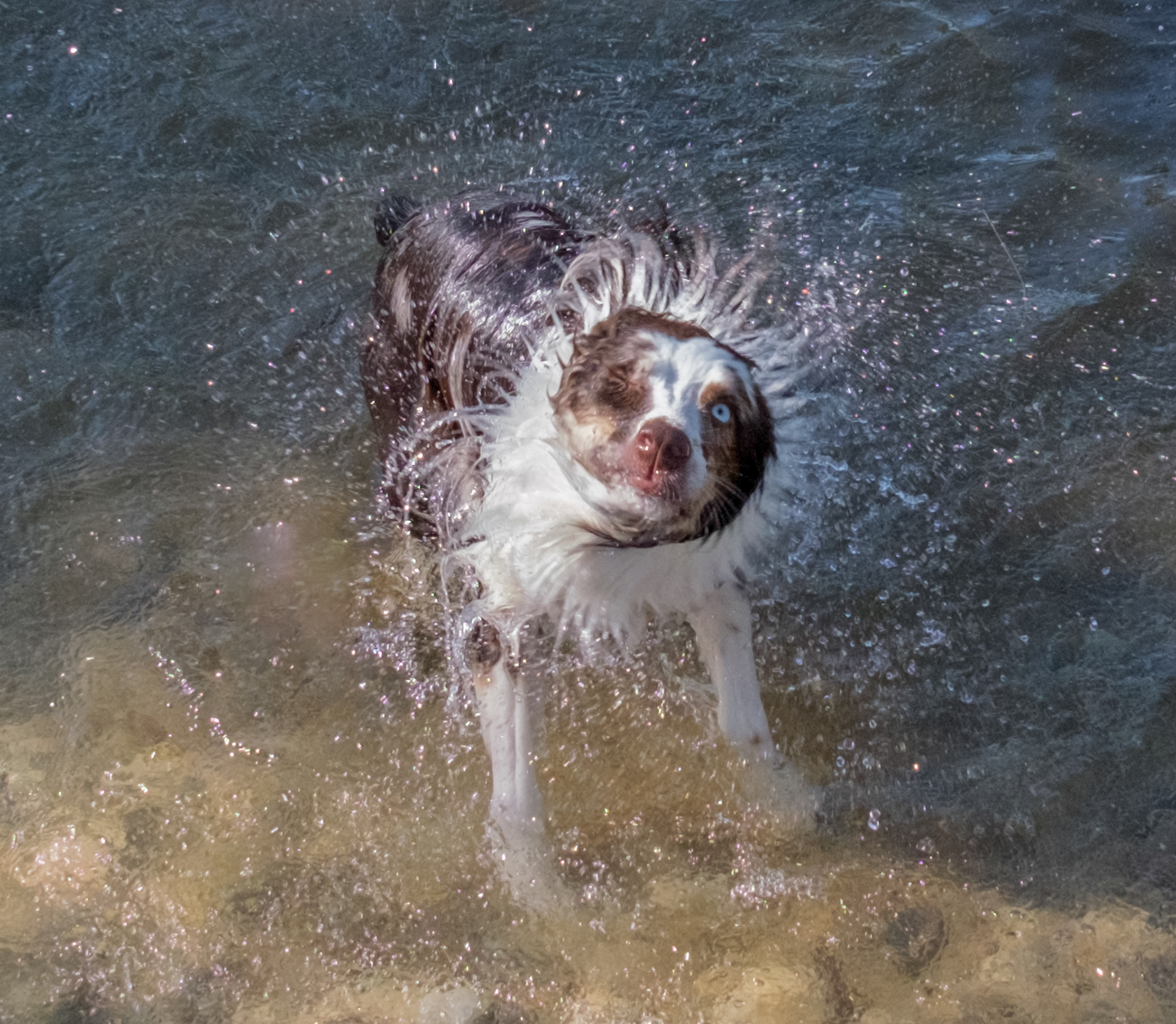 Lucy, Boise River, ID