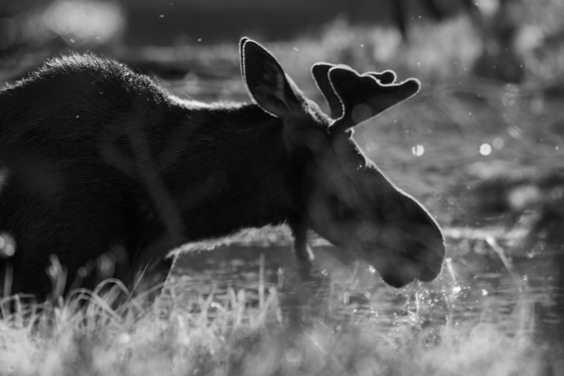 Moose, Little Roaring River Lake, ID