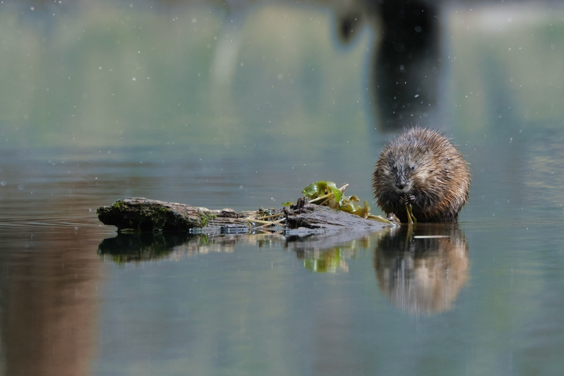 Muskrat, Lake Magone, OR