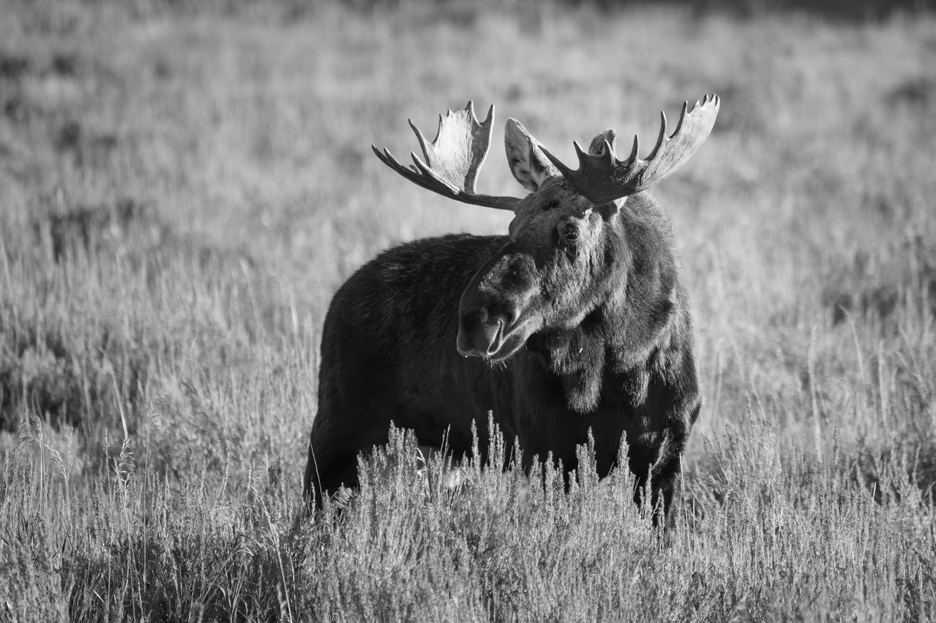 Moose, Little Roaring River Lake, ID