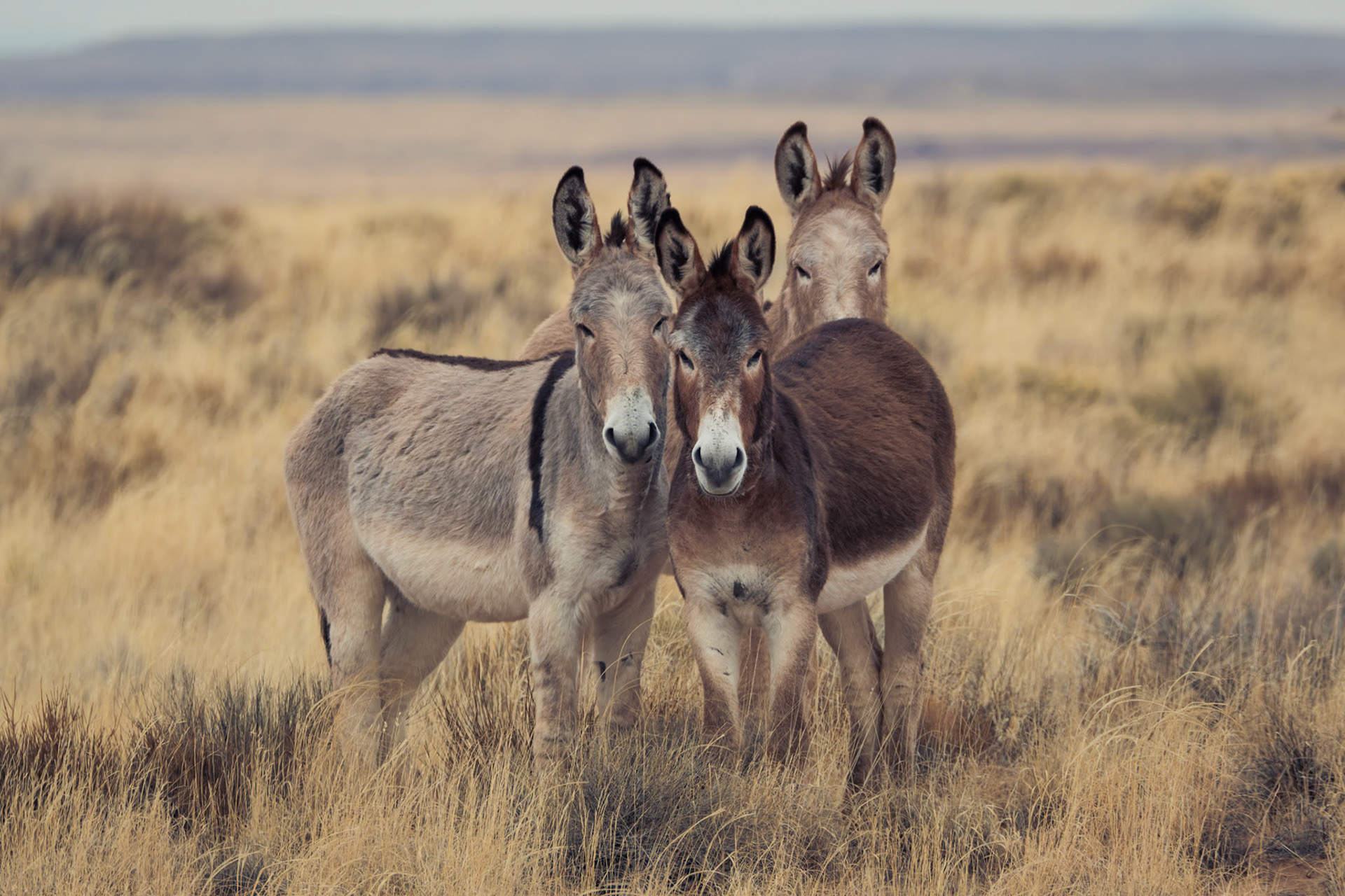 Burros, Homolovi, AZ