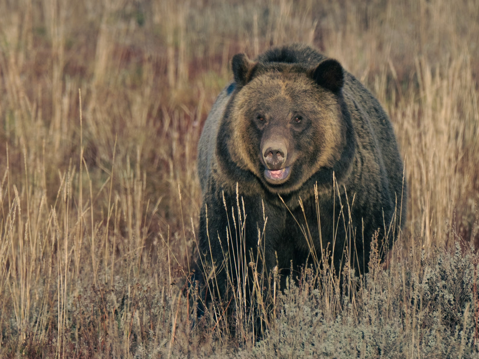 Grizzly, Tetons, WY