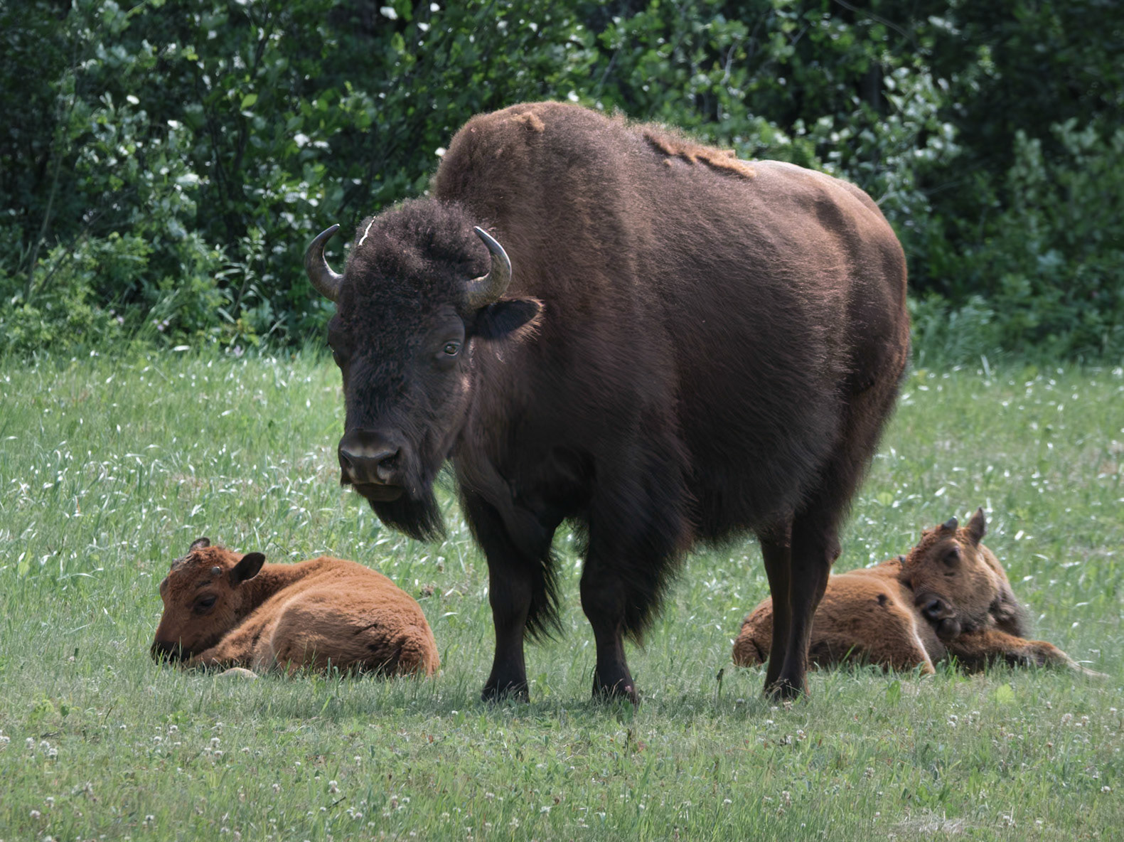 Timber Bison, Yukon Territory