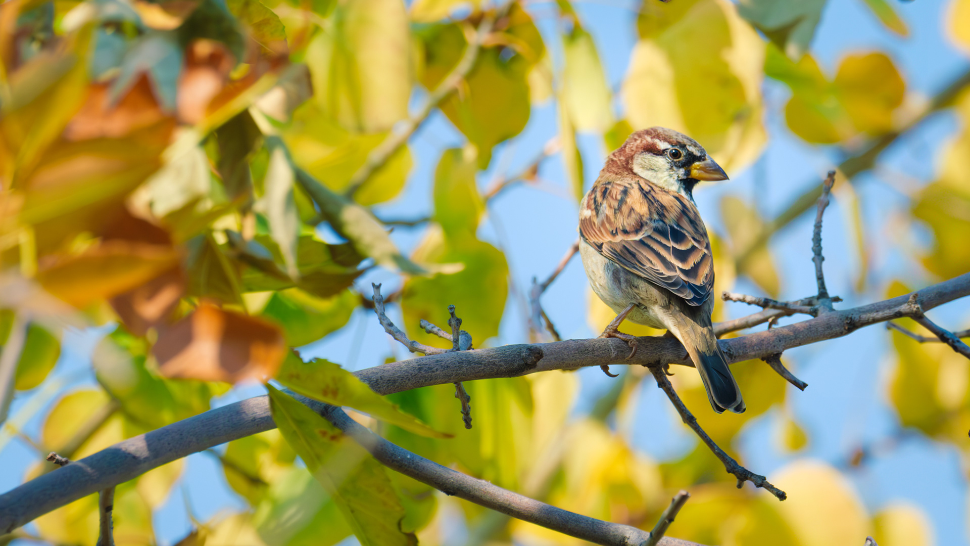 House Sparrow, Philipsburg, MT