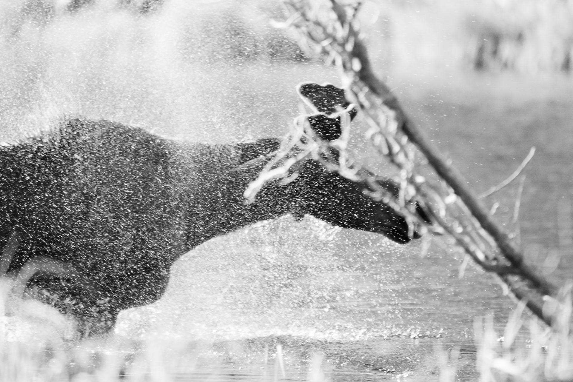 Moose, Little Roaring River Lake, ID