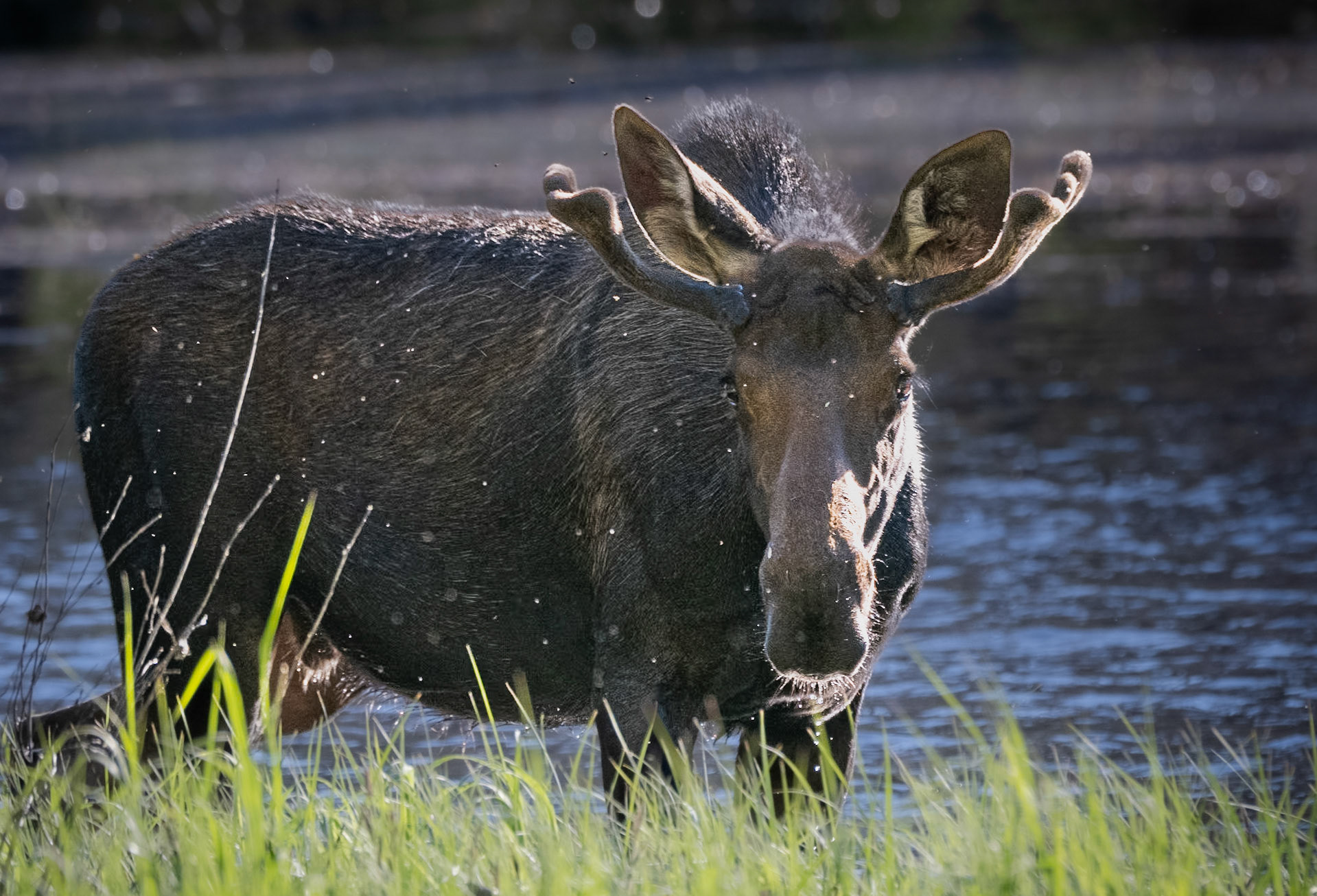 Moose, Little Roaring River Lake, ID