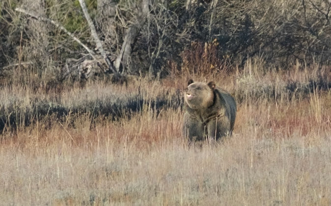 Grizzly, Tetons, WY