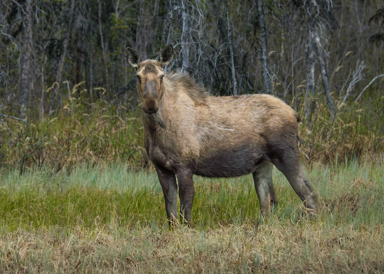 Alaska Moose, Thompson Pass, AK