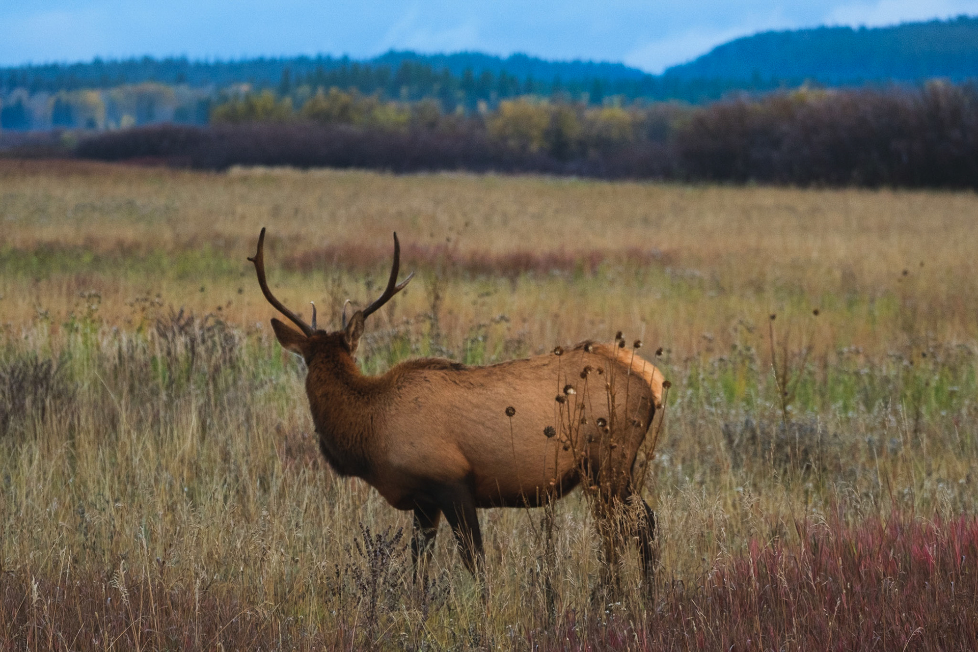 Elk, Tetons, WY