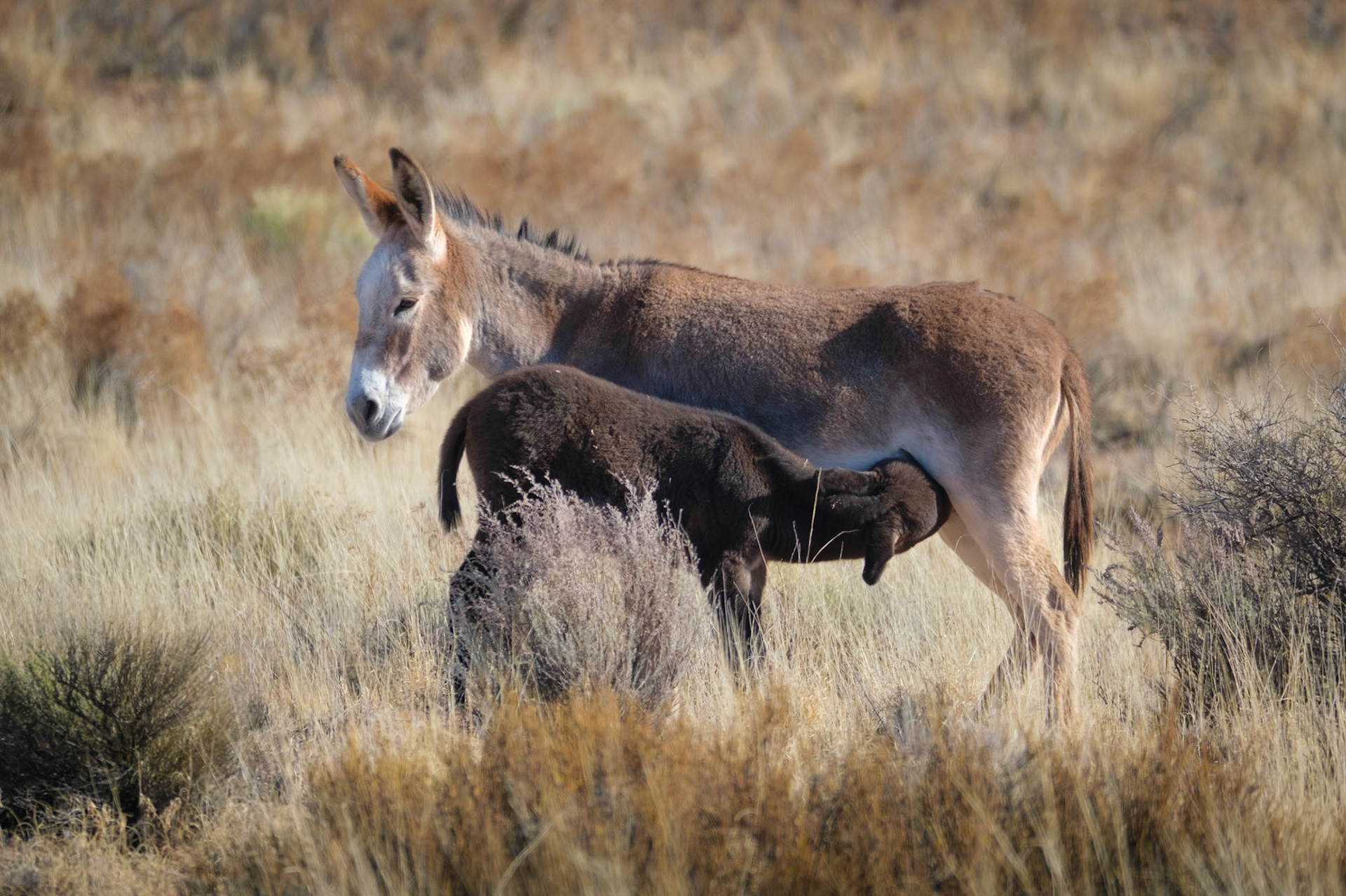 Burros, Homolovi, AZ