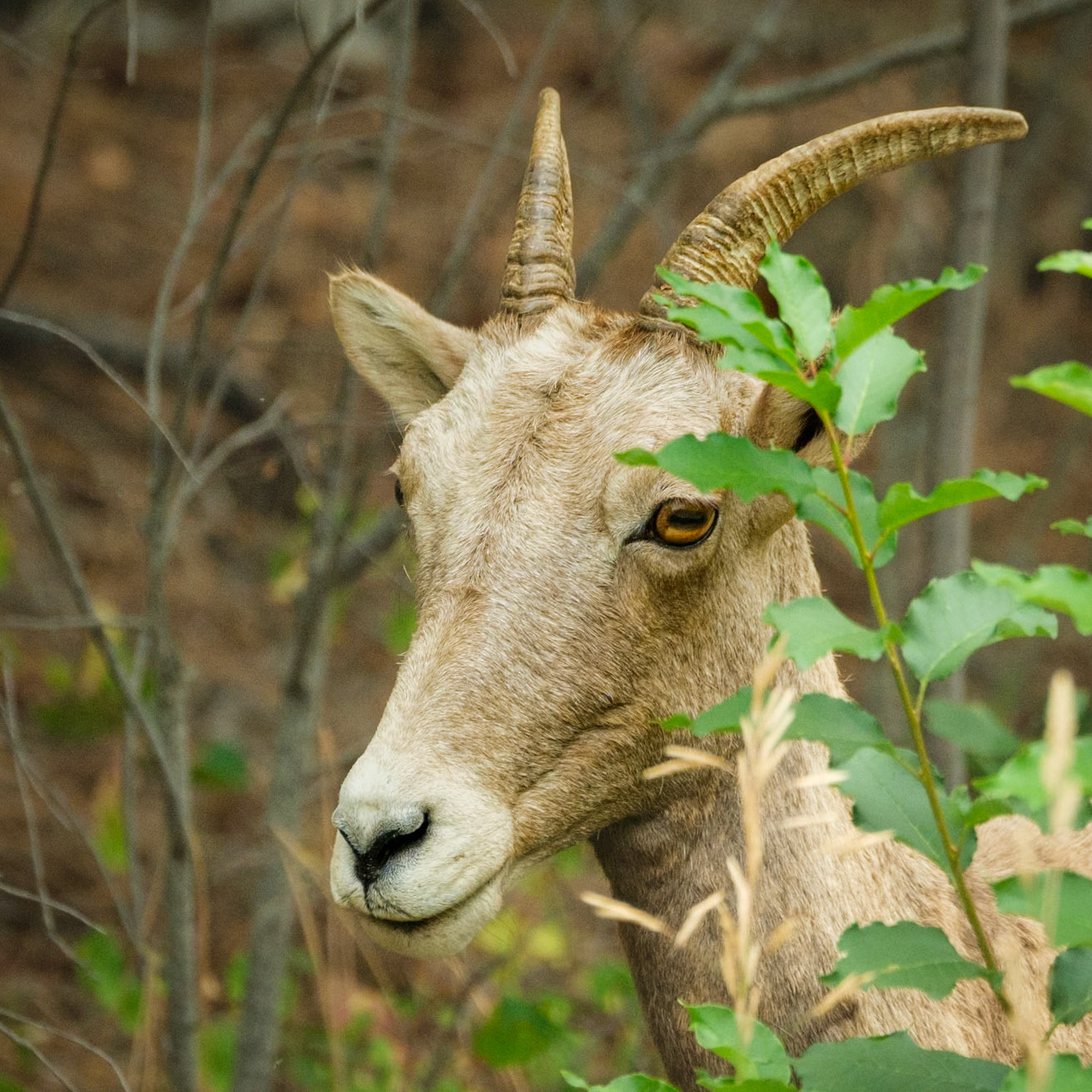 Big Horn Sheep, Rock Creek, MT