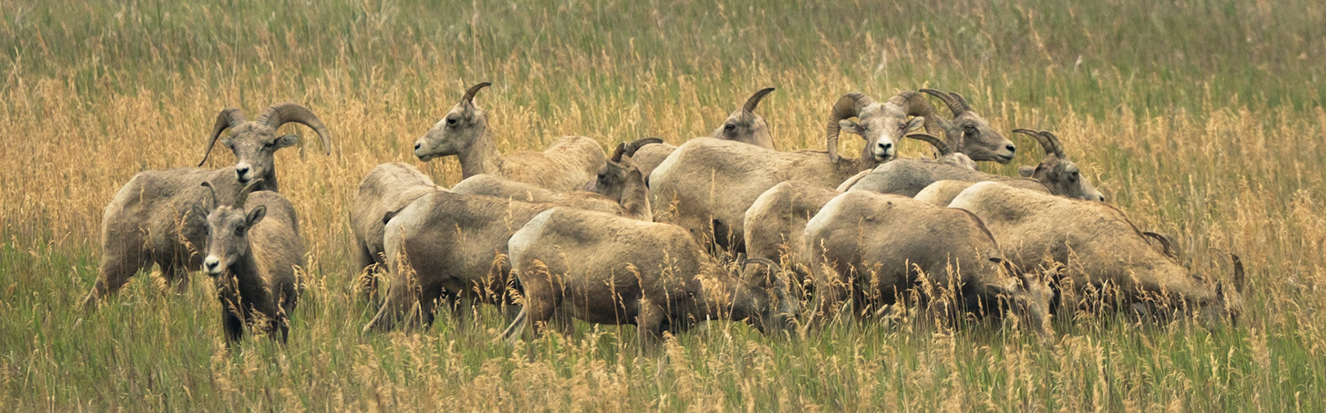 Big Horn Sheep, Rock Creek, MT