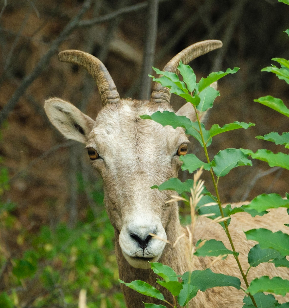 Big Horn Sheep, Rock Creek, MT