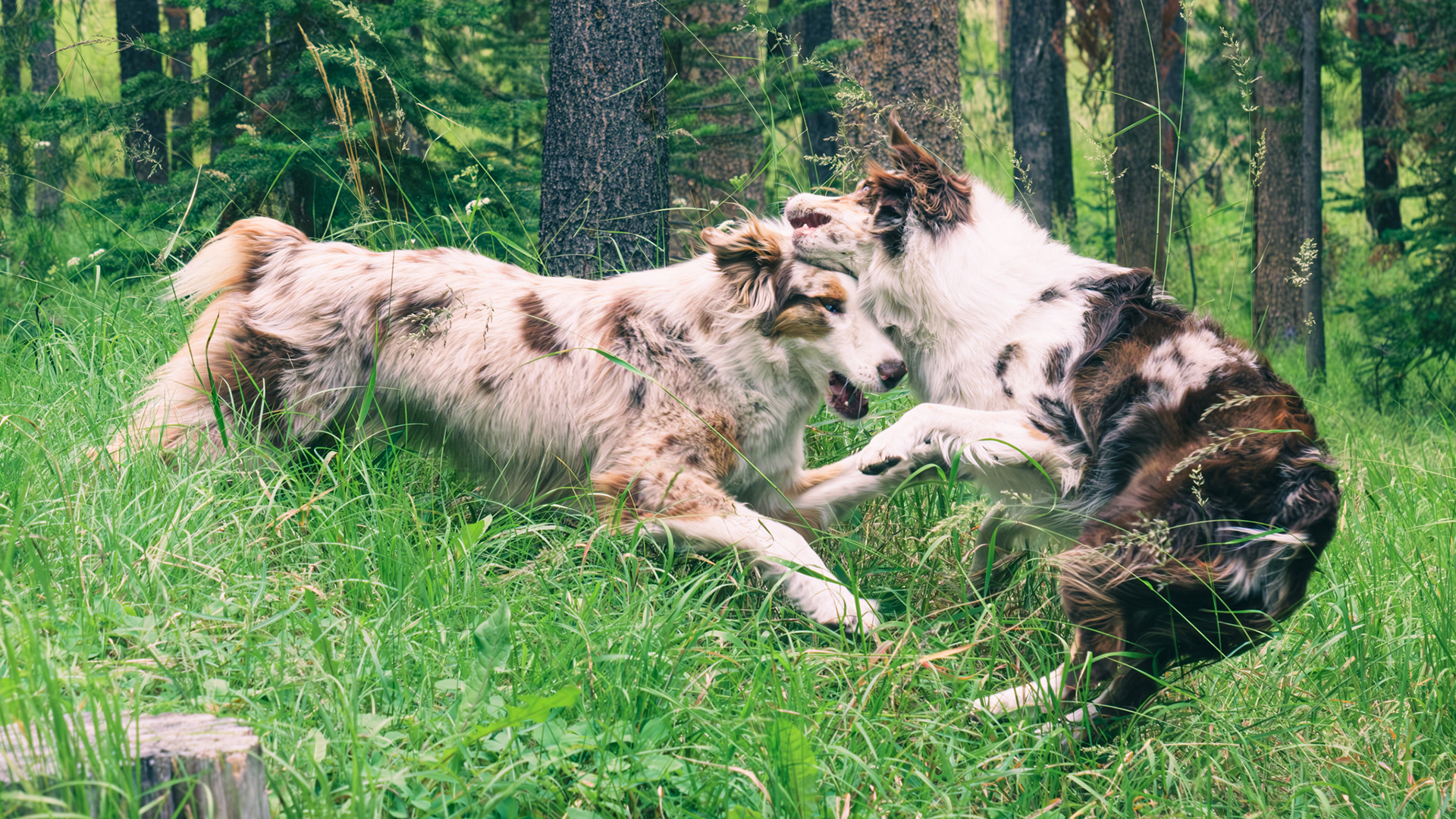 Lucy and Linus, Palisades, ID