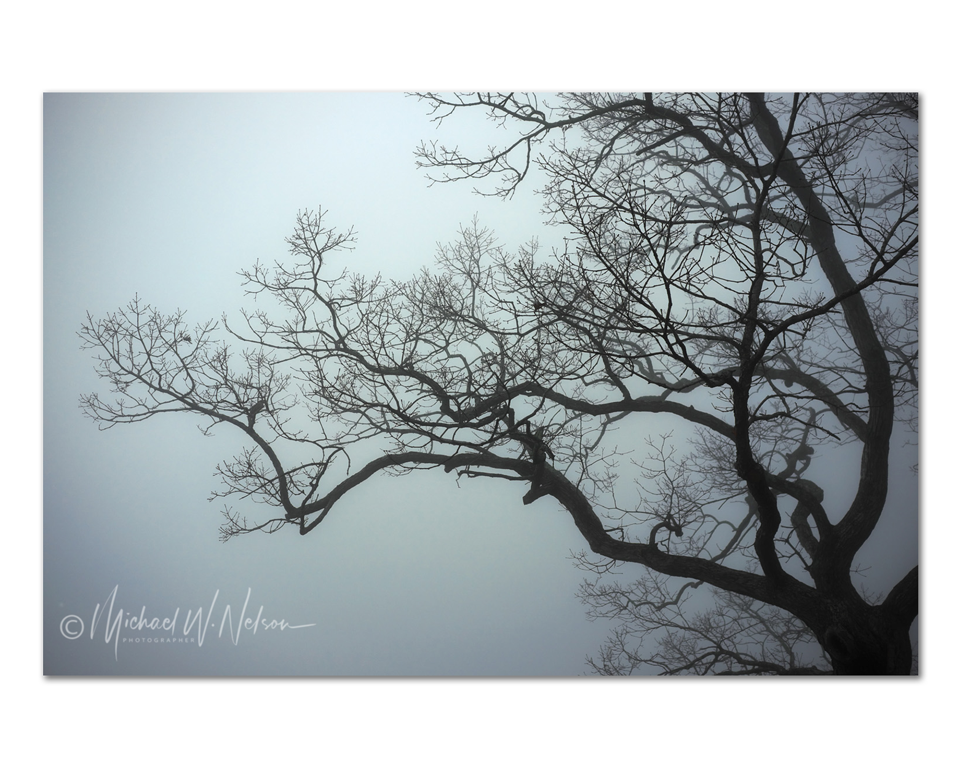 TreeScape #3
