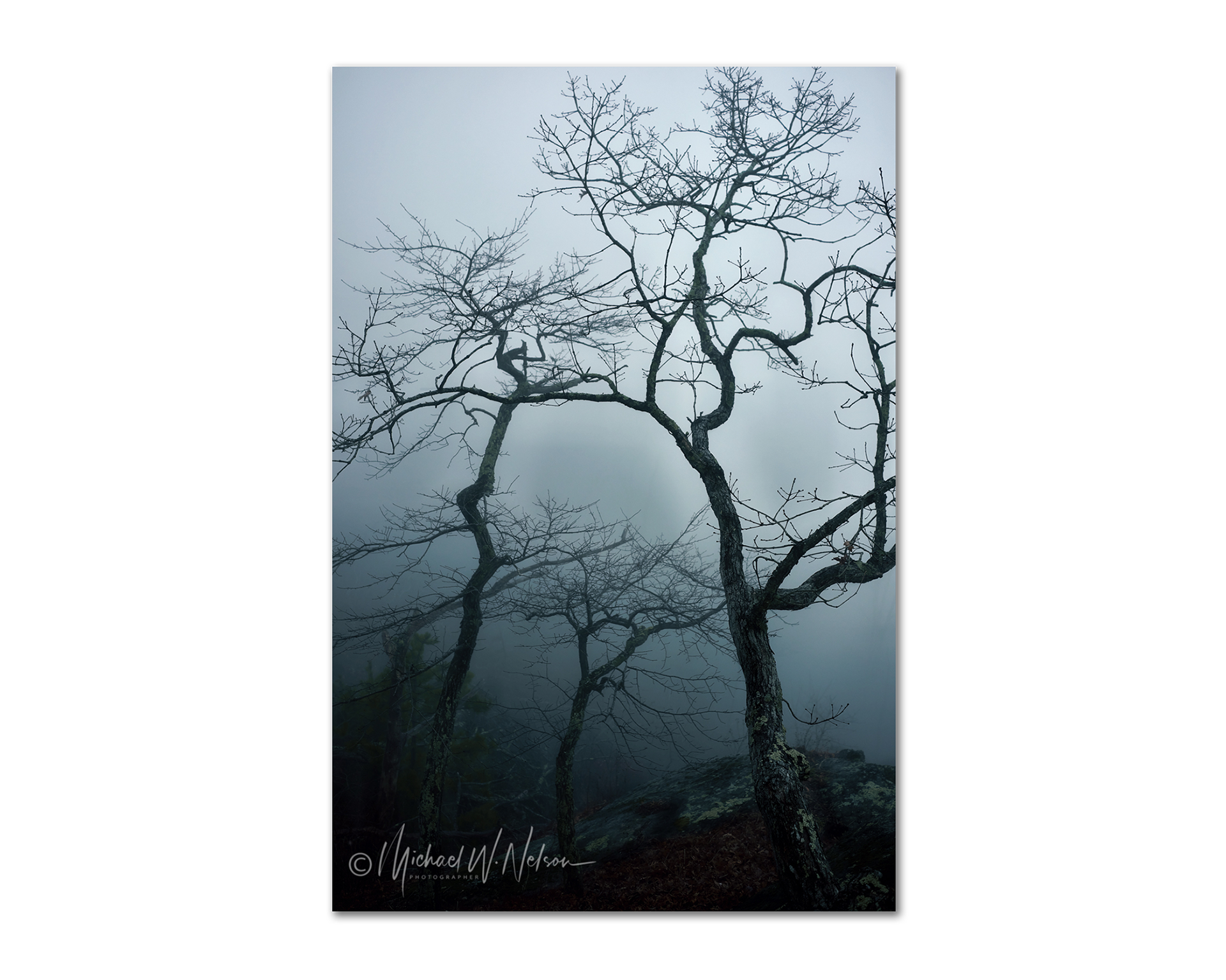 TreeScape #4