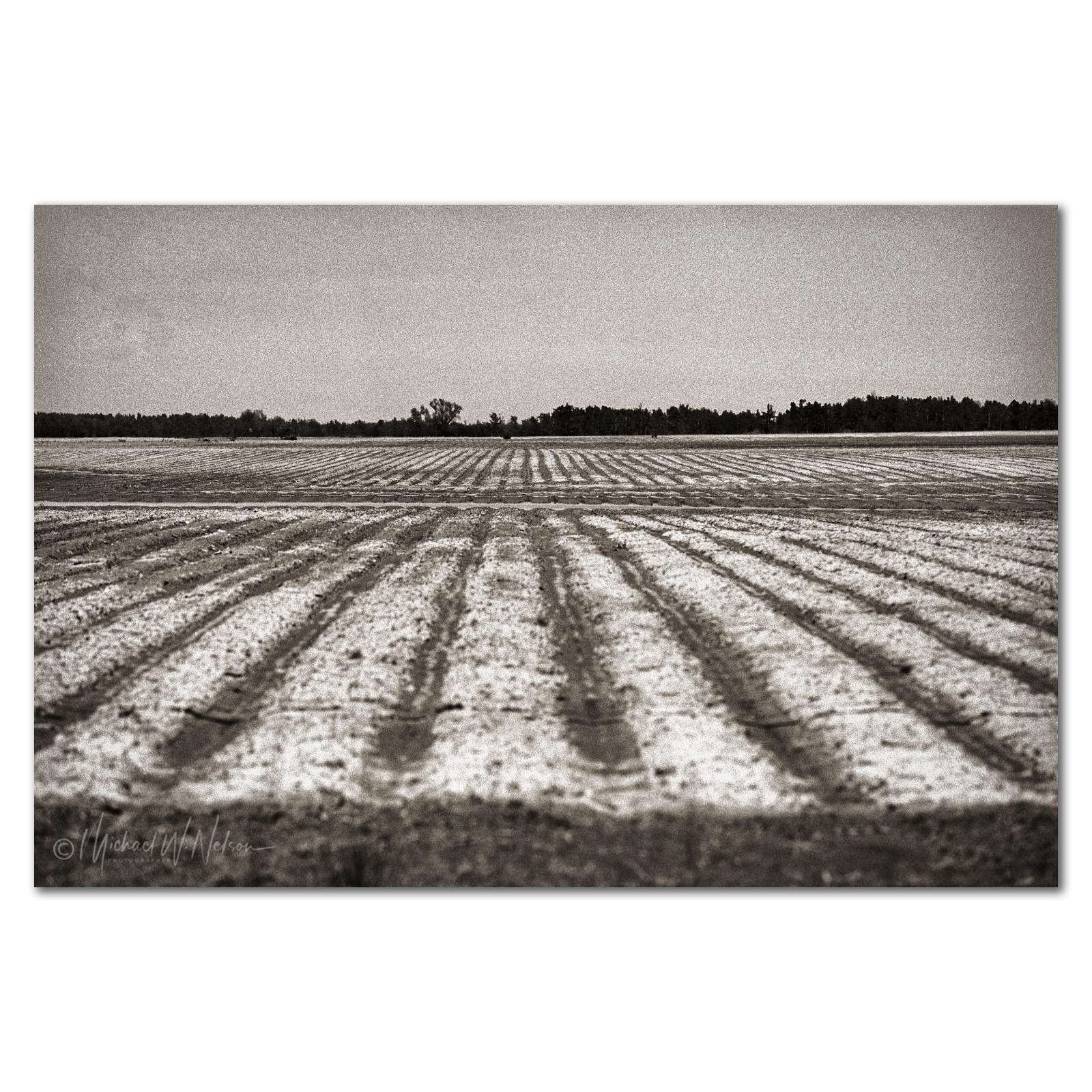 Mississippi Mud