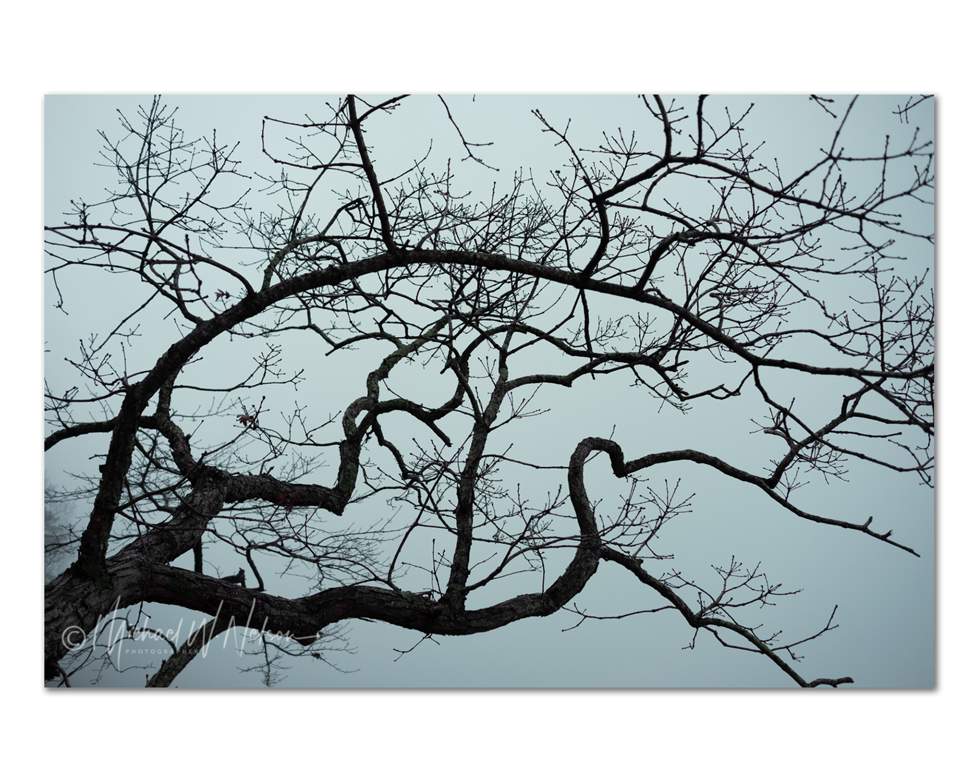 TreeScape #1