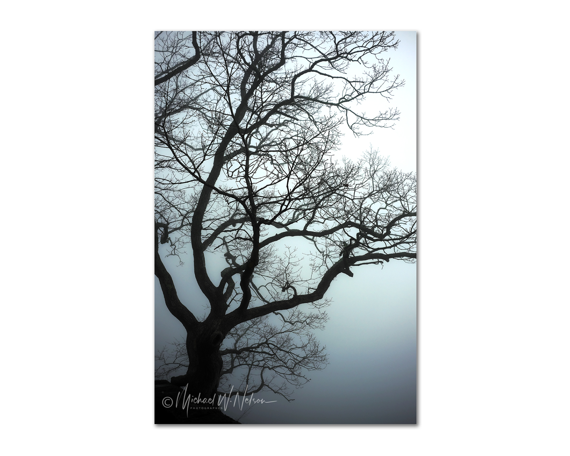 TreeScape #2